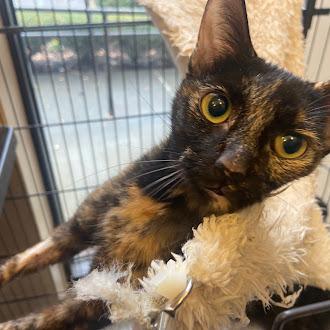 Rolo, Adoptable, Young Female Domestic Short Hair.