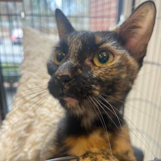 Rolo, a Adoptable Domestic Short Hair in Germantown, TN image 2/2