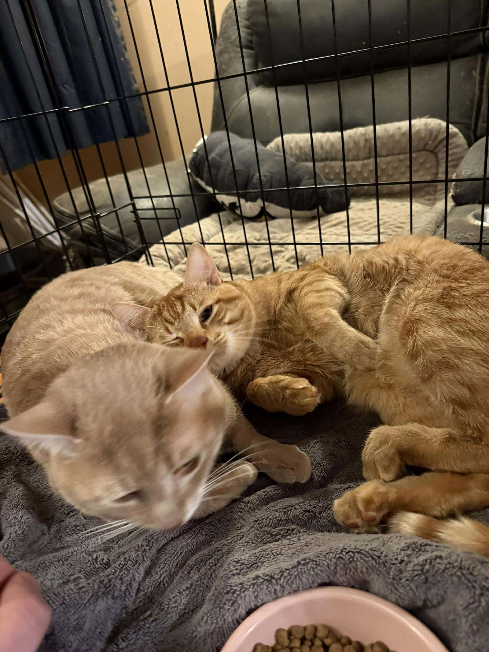 Igor, a Adoptable Domestic Short Hair in Sicklerville , NJ image 1/3