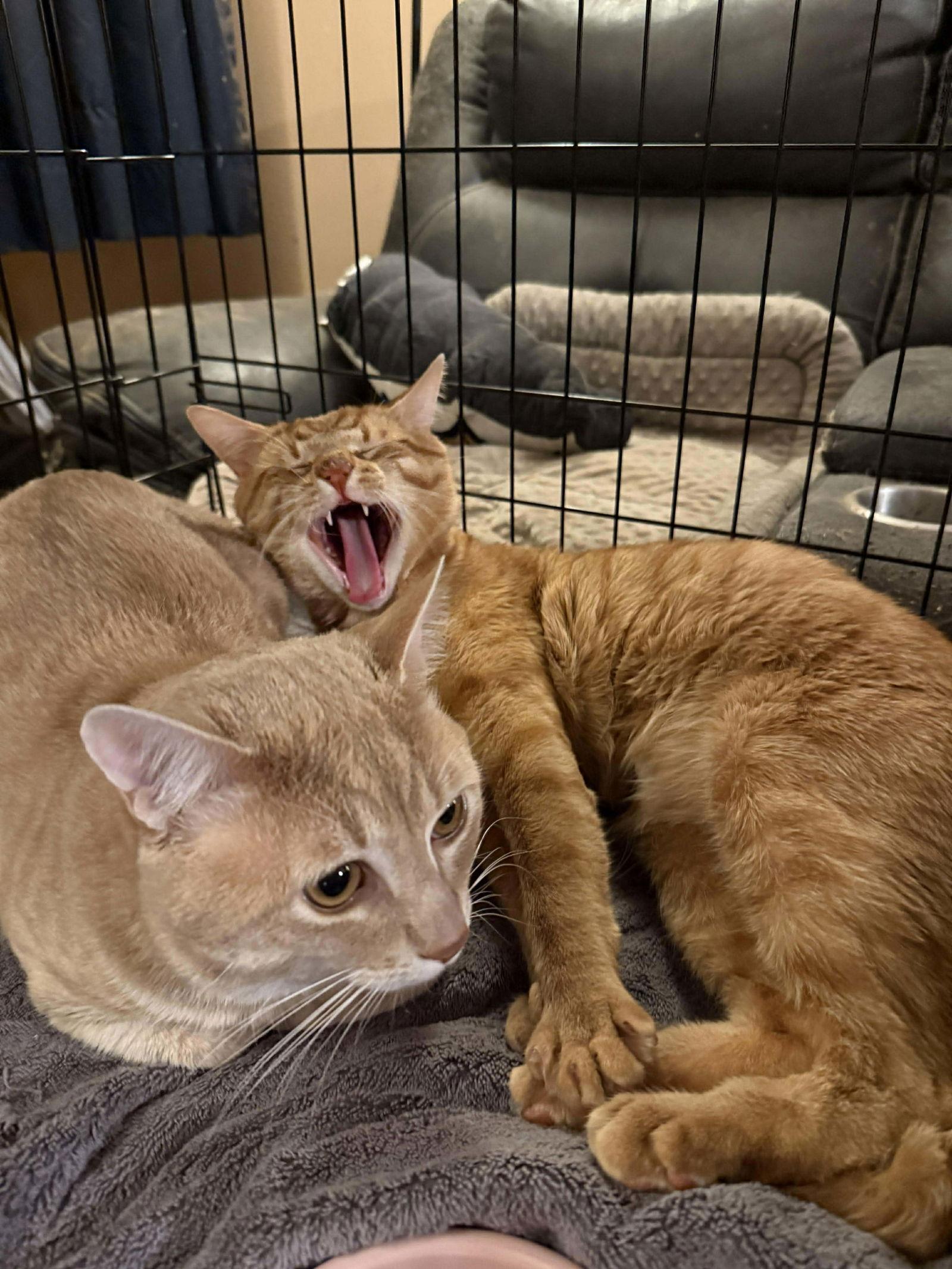 Igor, a Adoptable Domestic Short Hair in Sicklerville , NJ image 2/3