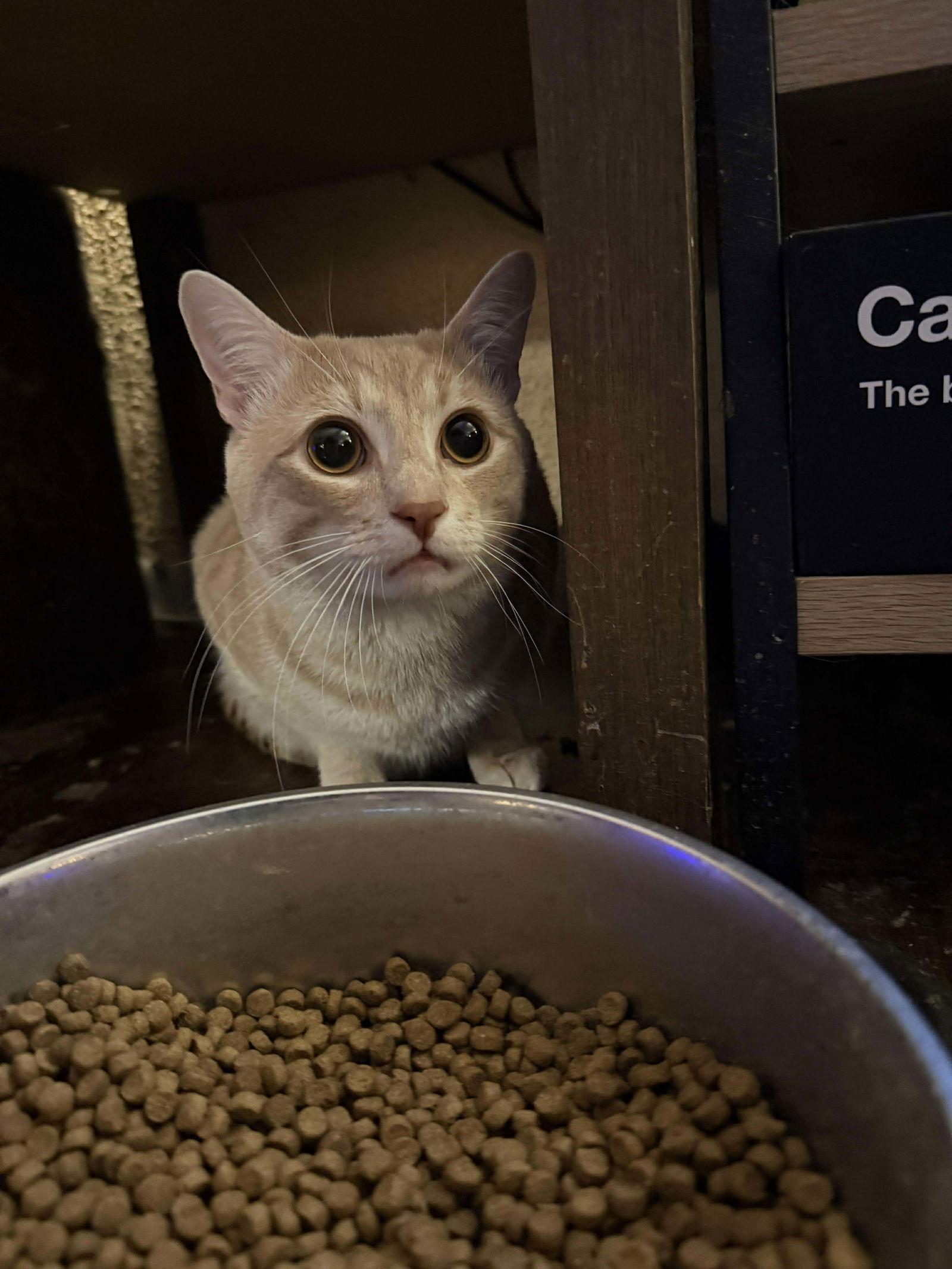 Igor, a Adoptable Domestic Short Hair in Sicklerville , NJ image 3/3