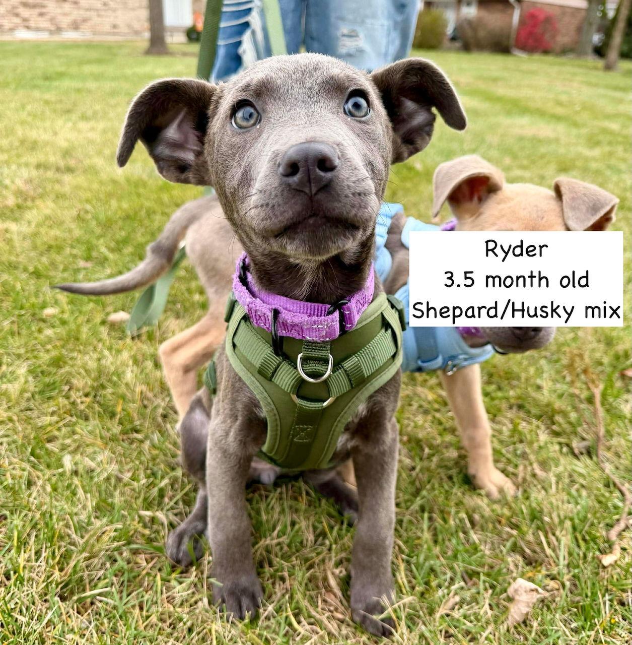 RYDER, Adoptable, Puppy Female Shepherd & Husky.