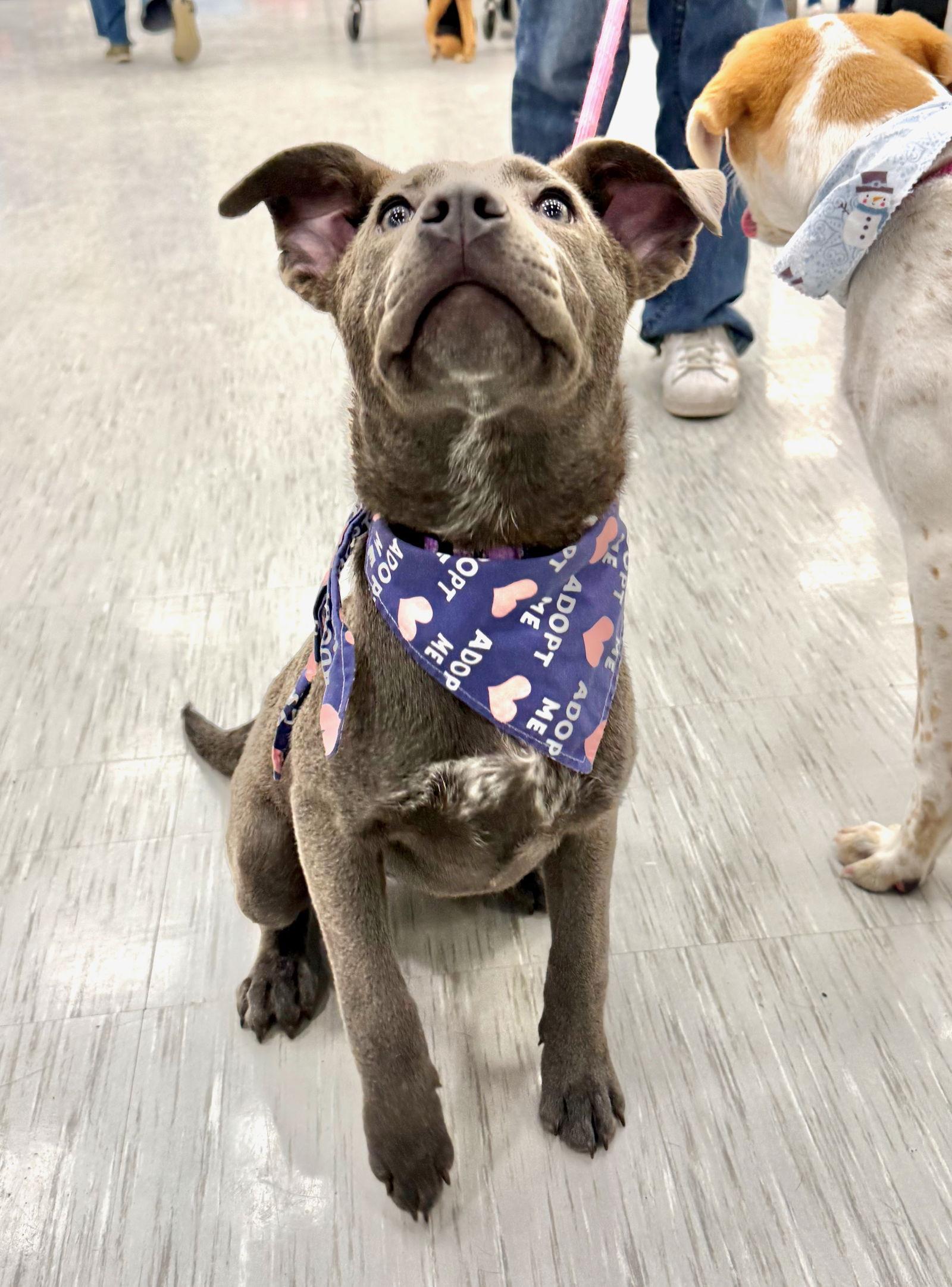 RYDER, Adoptable, Puppy Female Shepherd & Husky.