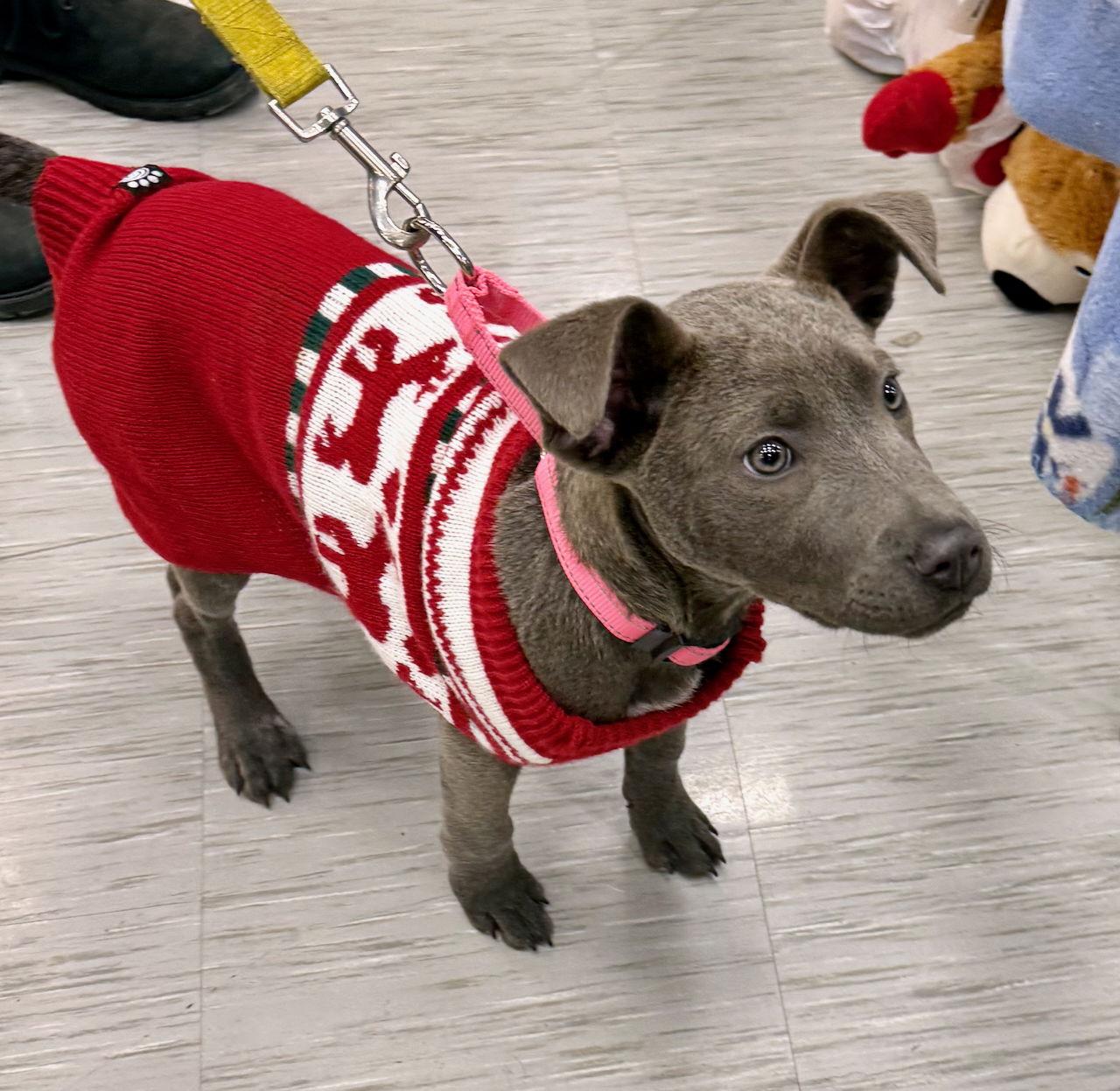 Enlarge RYDER, a Adoptable mixed breed in GILBERTS, IL image 2/3