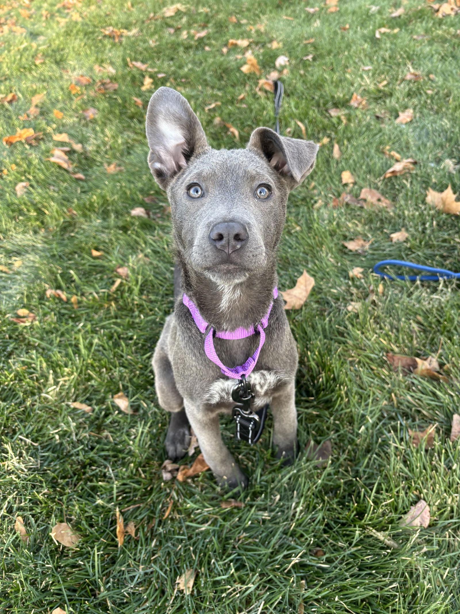 Enlarge RYDER, a Adoptable mixed breed in GILBERTS, IL image 3/3
