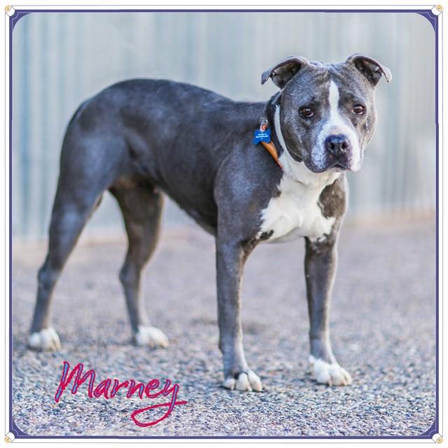 MARNEY, Adoptable, Adult Female Pit Bull Terrier & Mixed Breed.