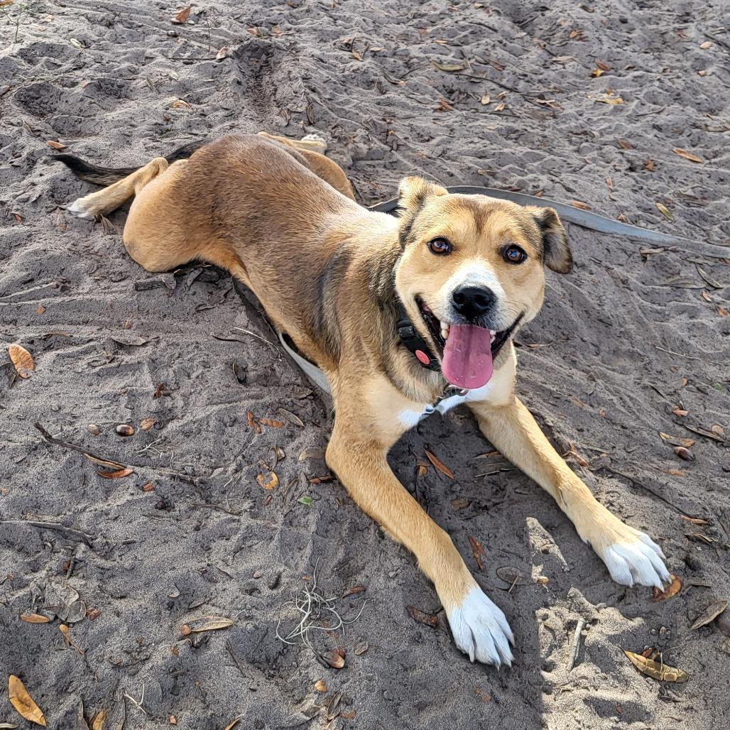 Toffee, Adoptable, Adult Female Mixed Breed.