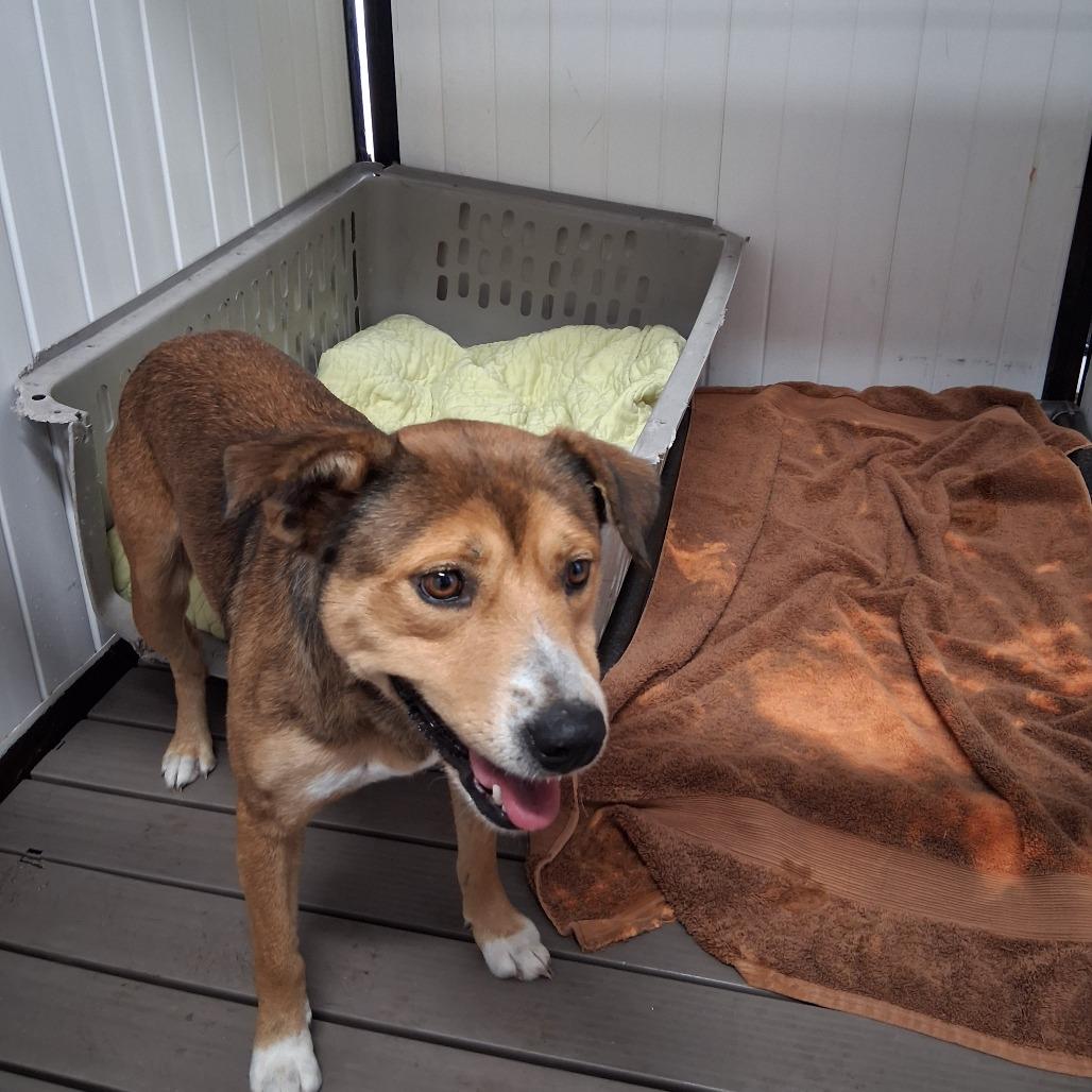Enlarge Toffee, a Adoptable Mixed Breed in Lake Panasoffkee, FL image 2/2