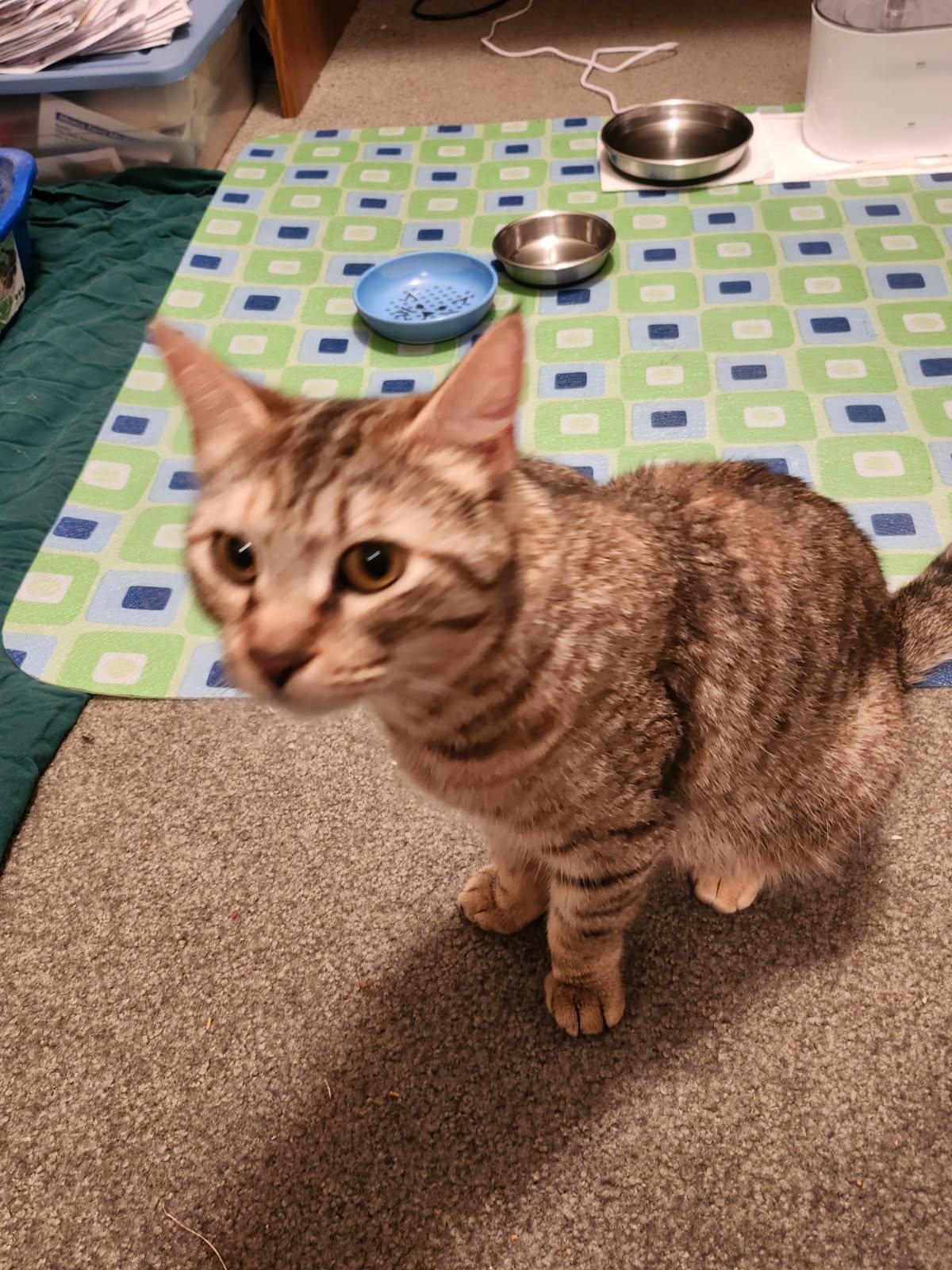 Sweetie Pie, ADOPTABLE, Young Female Domestic Short Hair.