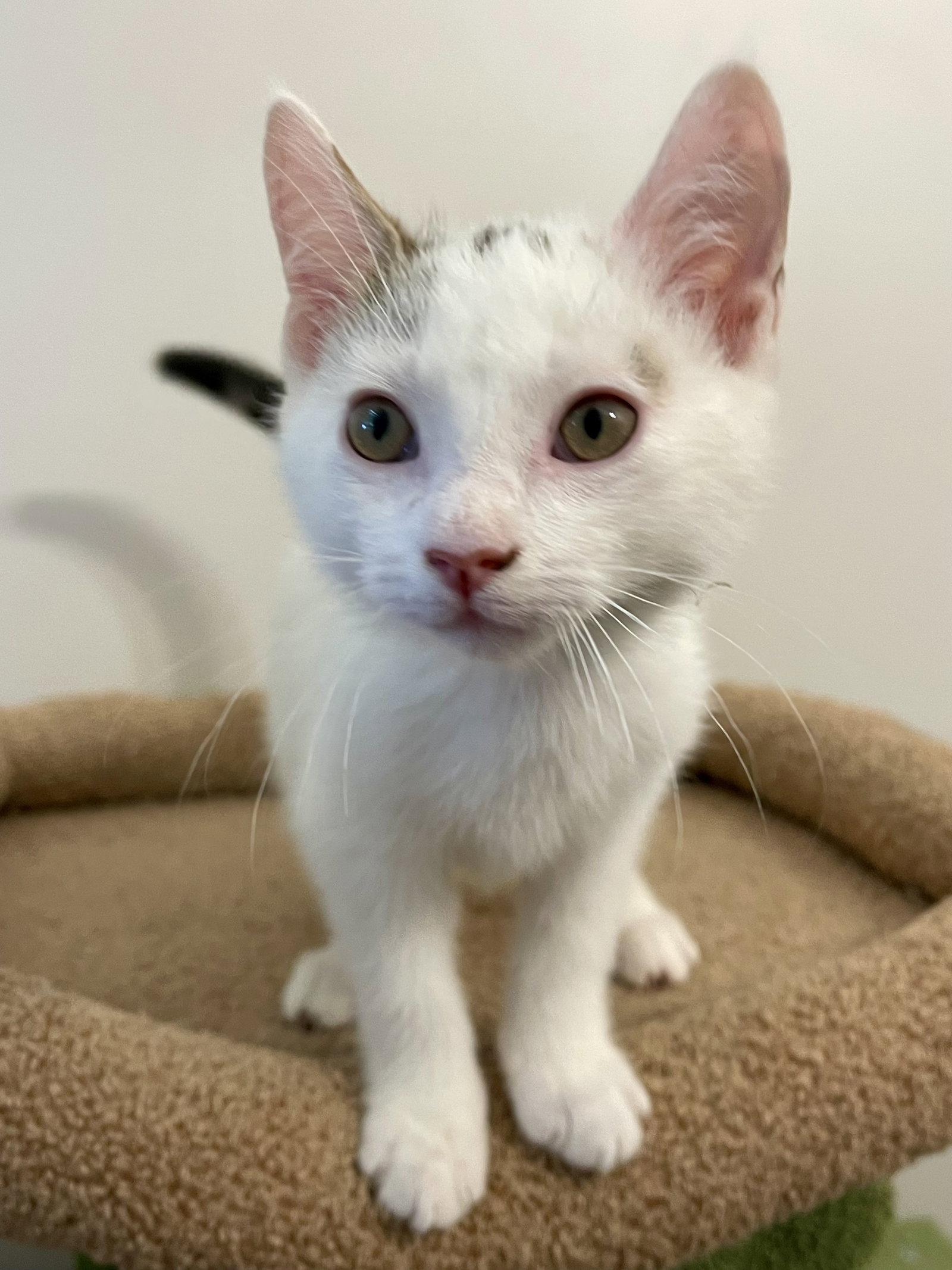 BEAR & NOODLE (bonded), Adoptable, Kitten Male Domestic Short Hair.