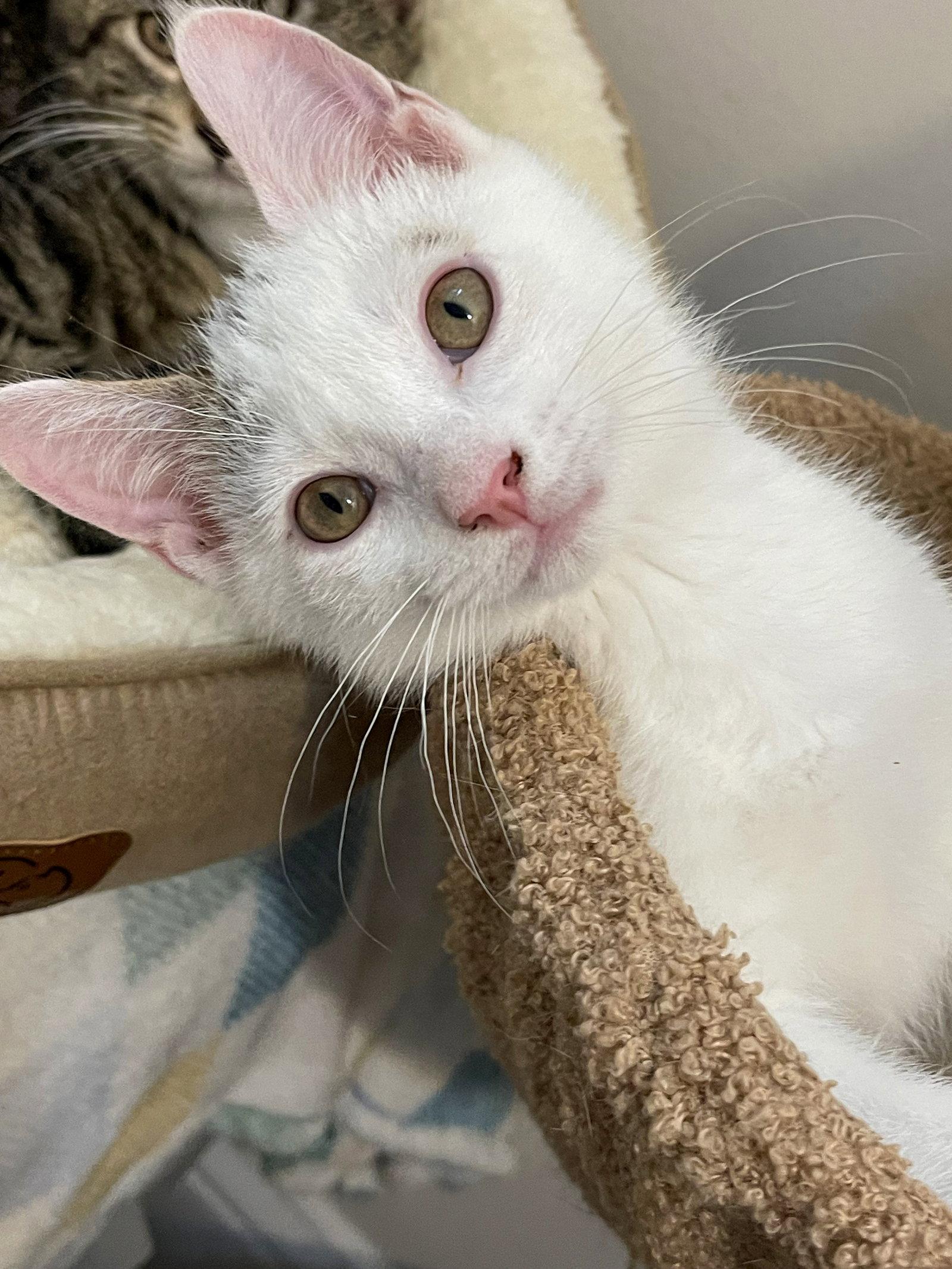 Enlarge BEAR & NOODLE (bonded), a Adoptable Domestic Short Hair in Oakhurst, NJ image 2/3