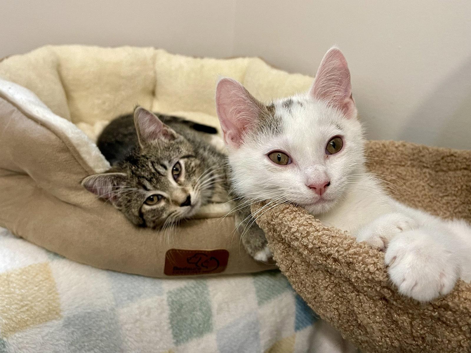 Enlarge BEAR & NOODLE (bonded), a Adoptable Domestic Short Hair in Oakhurst, NJ image 3/3