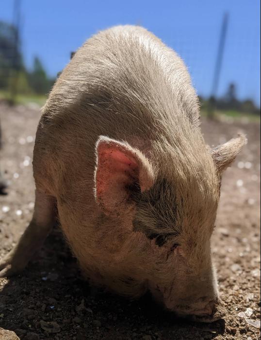Bailey, Adult Female unknown