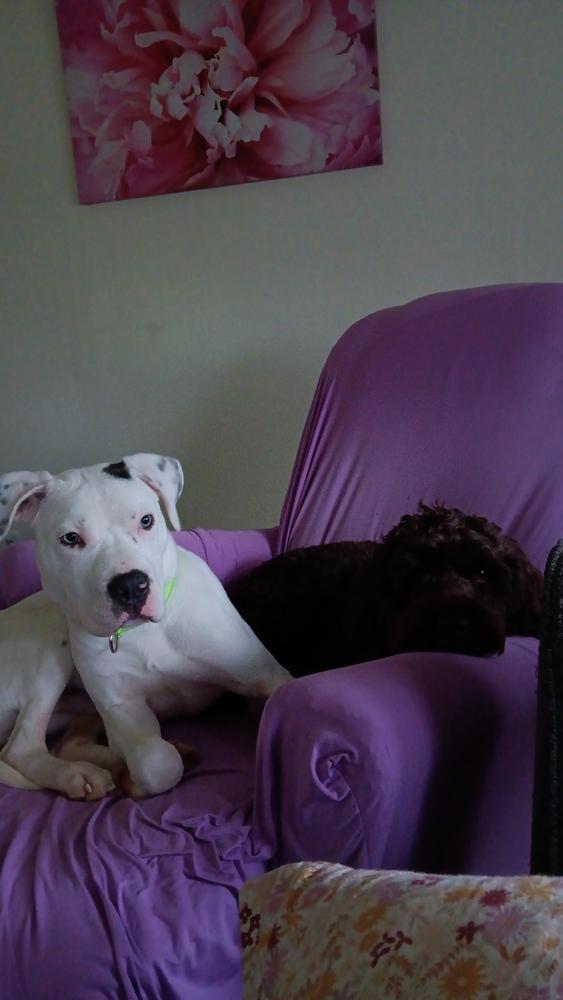 Bronco, Adoptable, Puppy Male American Bulldog & American Bully.