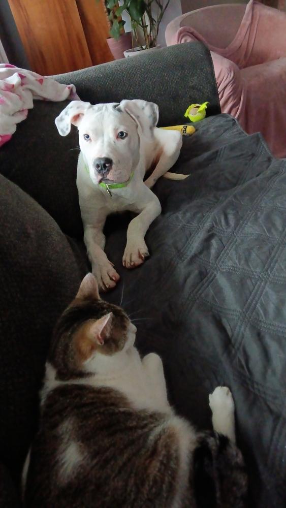 Enlarge Bronco, a Adoptable mixed breed in Frankfort, NY image 3/6