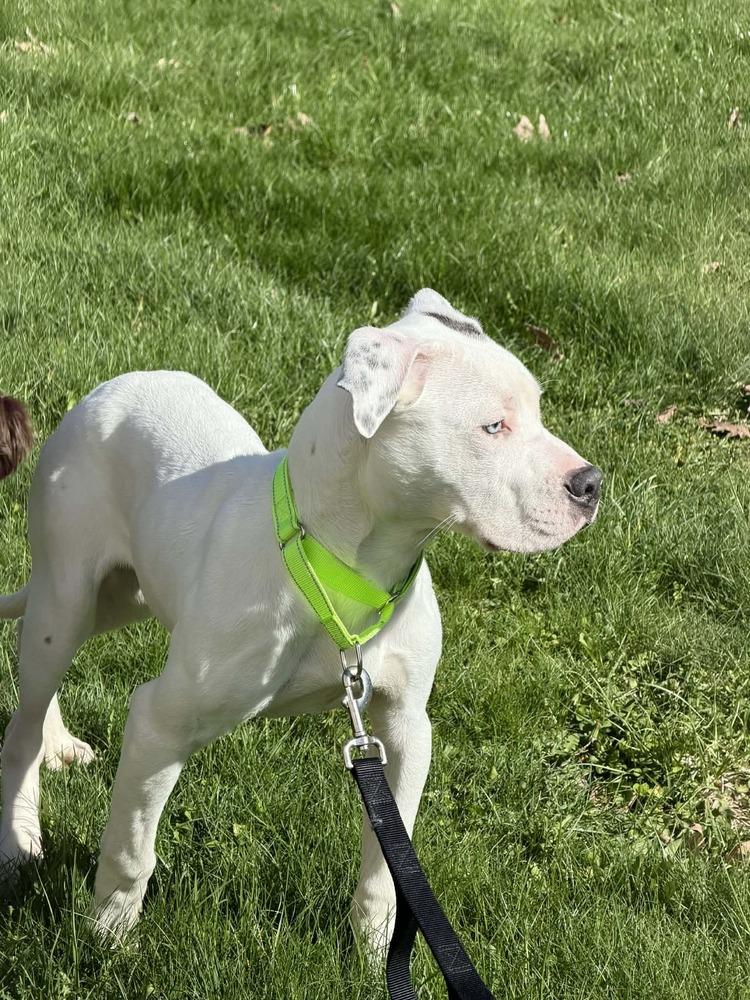 Enlarge Bronco, a Adoptable mixed breed in Frankfort, NY image 6/6