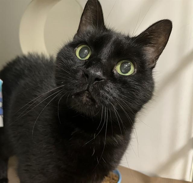 Enlarge MANDELA, a Adoptable Domestic Short Hair in Boston, MA image 1/1