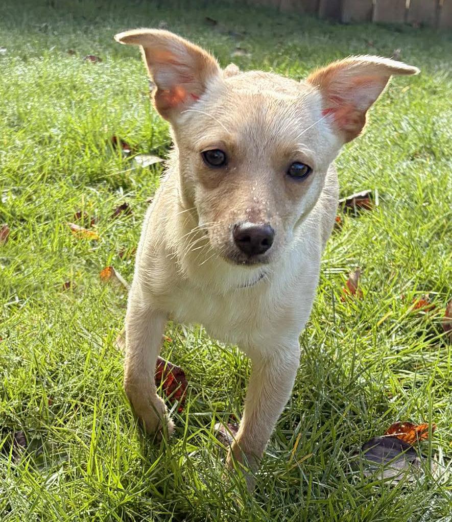Enlarge Beanie (Winter litter), an adopted mixed breed in Silvana, WA image 2/6
