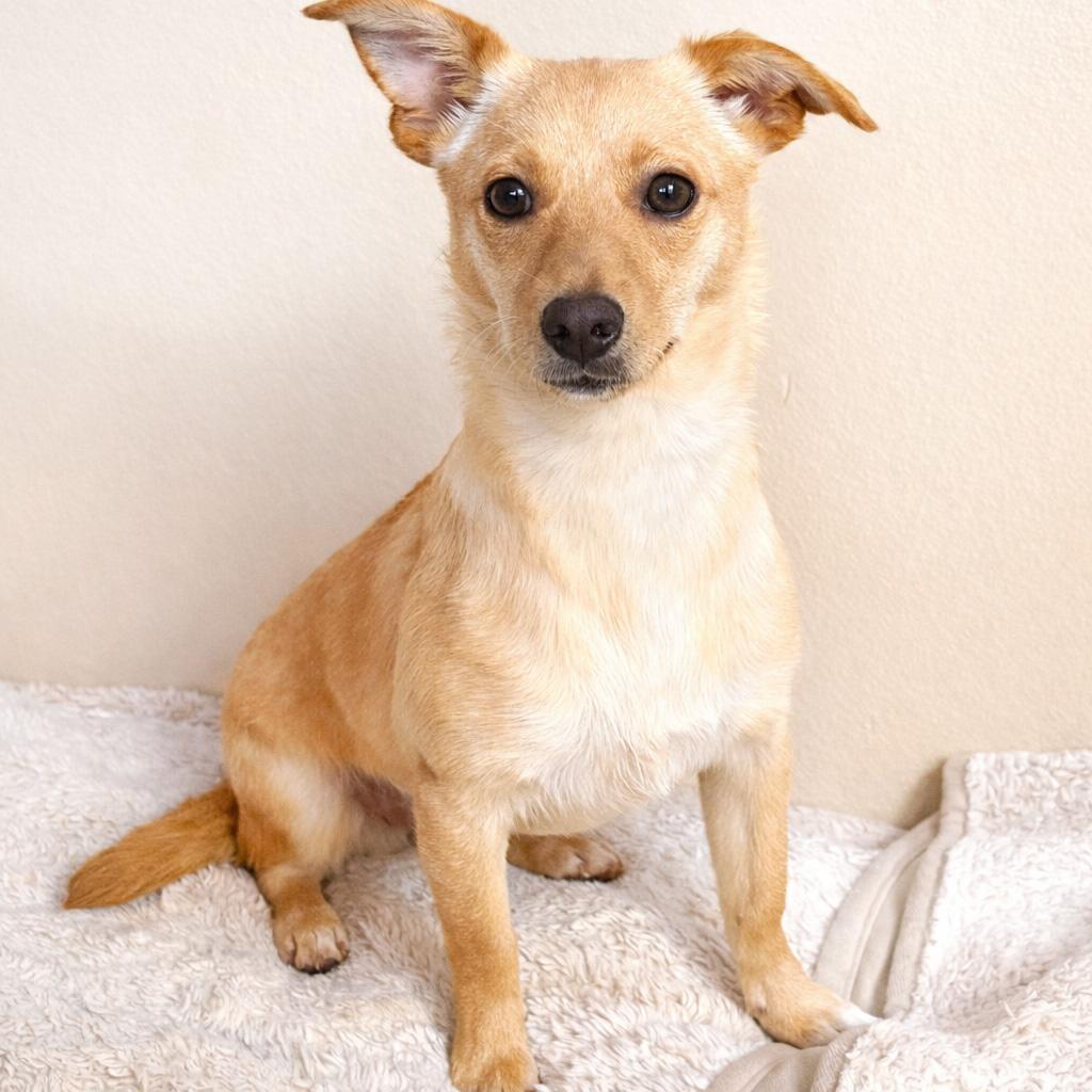 Beanie (Winter litter), adopted, Puppy Female Chihuahua.