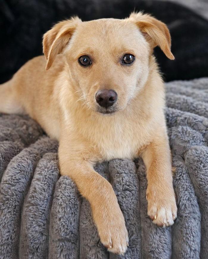 Enlarge Beanie (Winter litter), an adopted mixed breed in Silvana, WA image 4/6