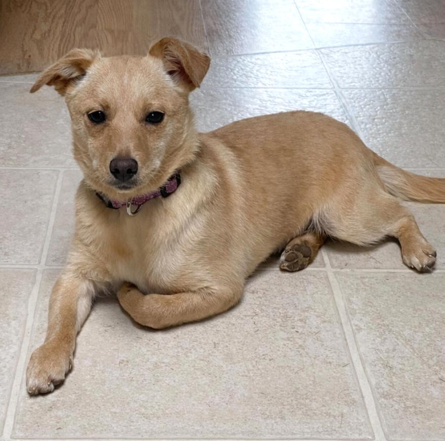 Enlarge Beanie (Winter litter), an adopted mixed breed in Silvana, WA image 3/6