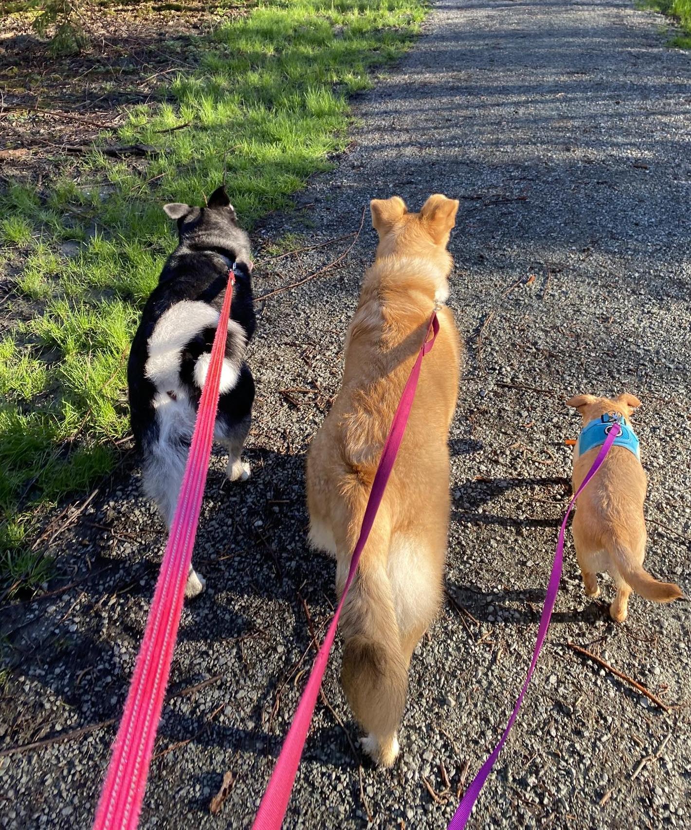 Enlarge Beanie (Winter litter), an adopted mixed breed in Silvana, WA image 5/6