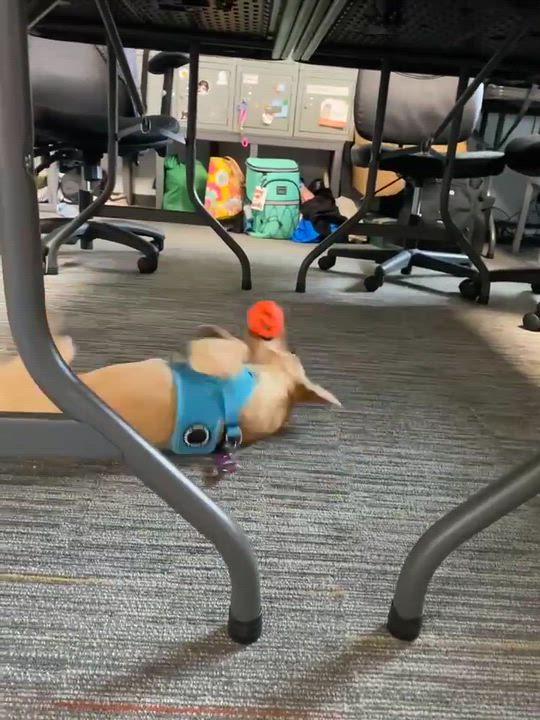 Enlarge Beanie (Winter litter), an adopted mixed breed in Silvana, WA video 6/6