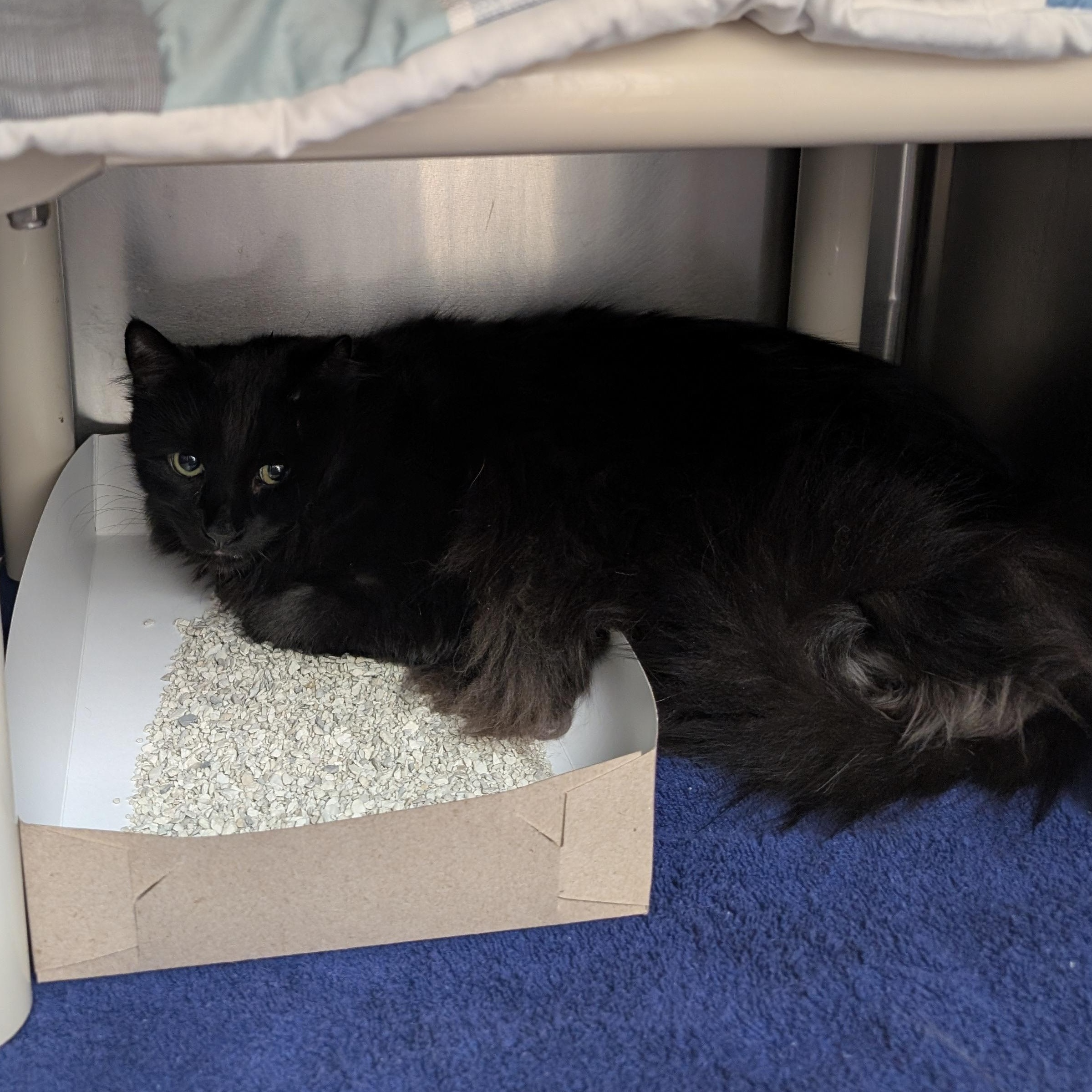 Enlarge Sebastian, an adopted Domestic Medium Hair in St. Augustine, FL image 2/3