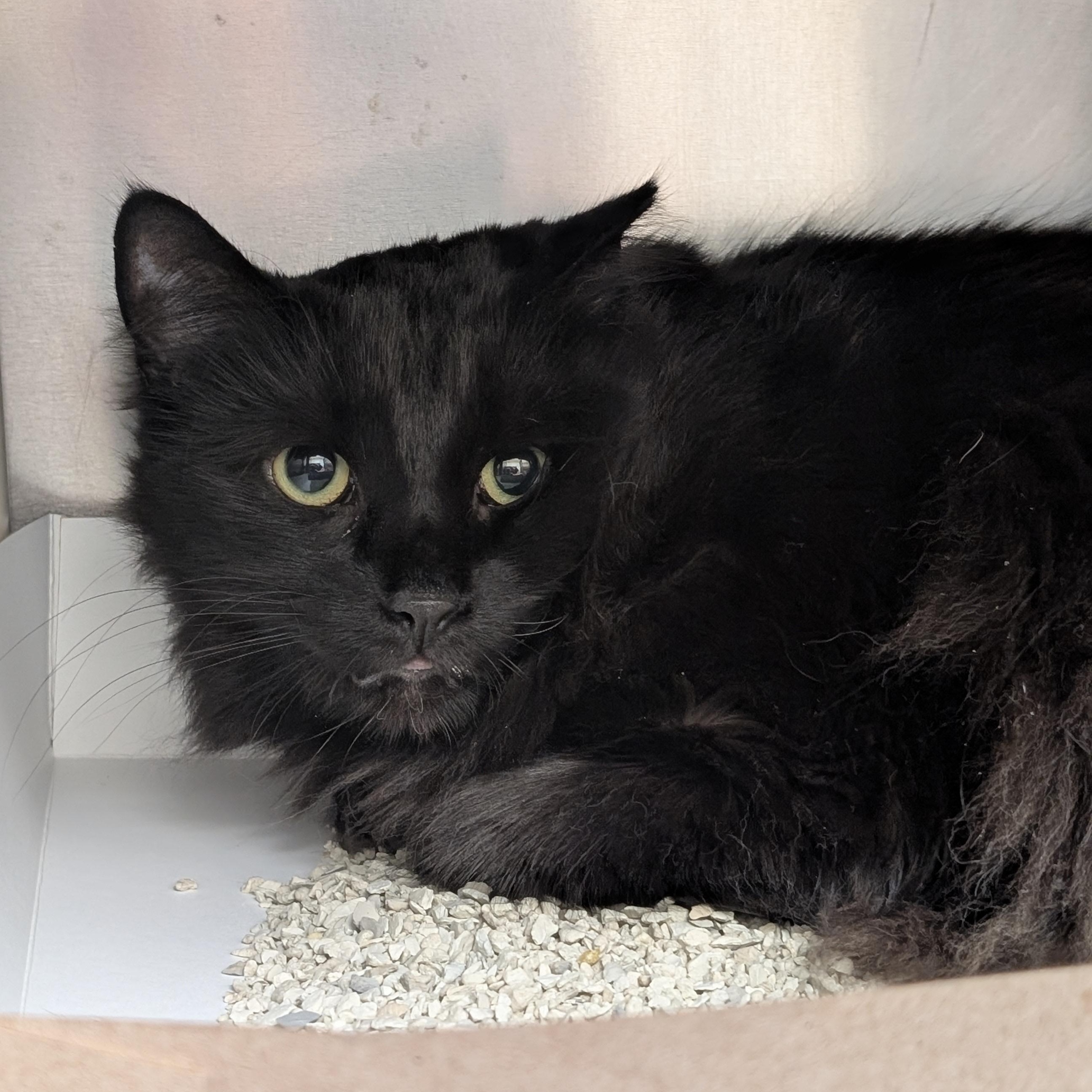 Enlarge Sebastian, an adopted Domestic Medium Hair in St. Augustine, FL image 1/3