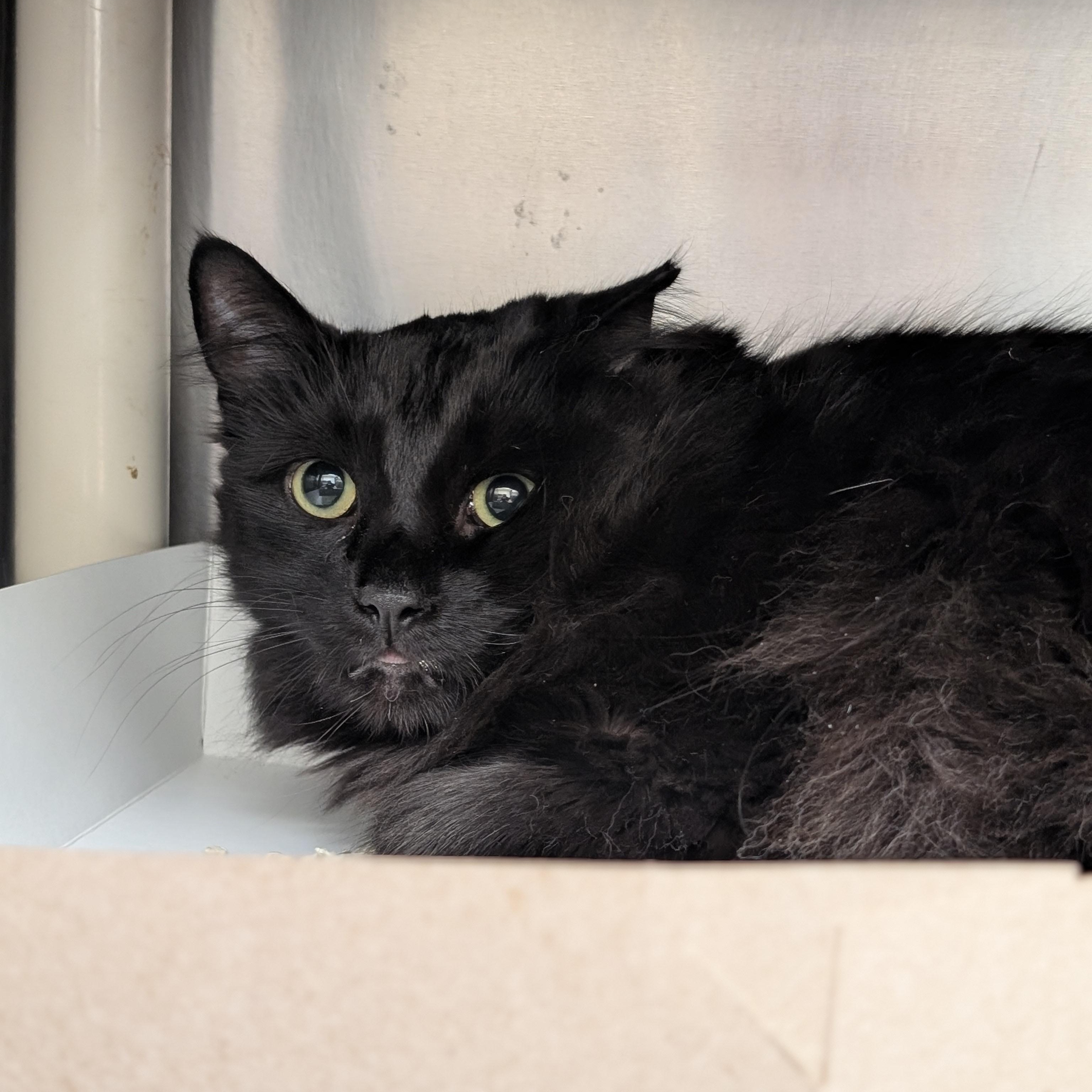 Enlarge Sebastian, an adopted Domestic Medium Hair in St. Augustine, FL image 3/3