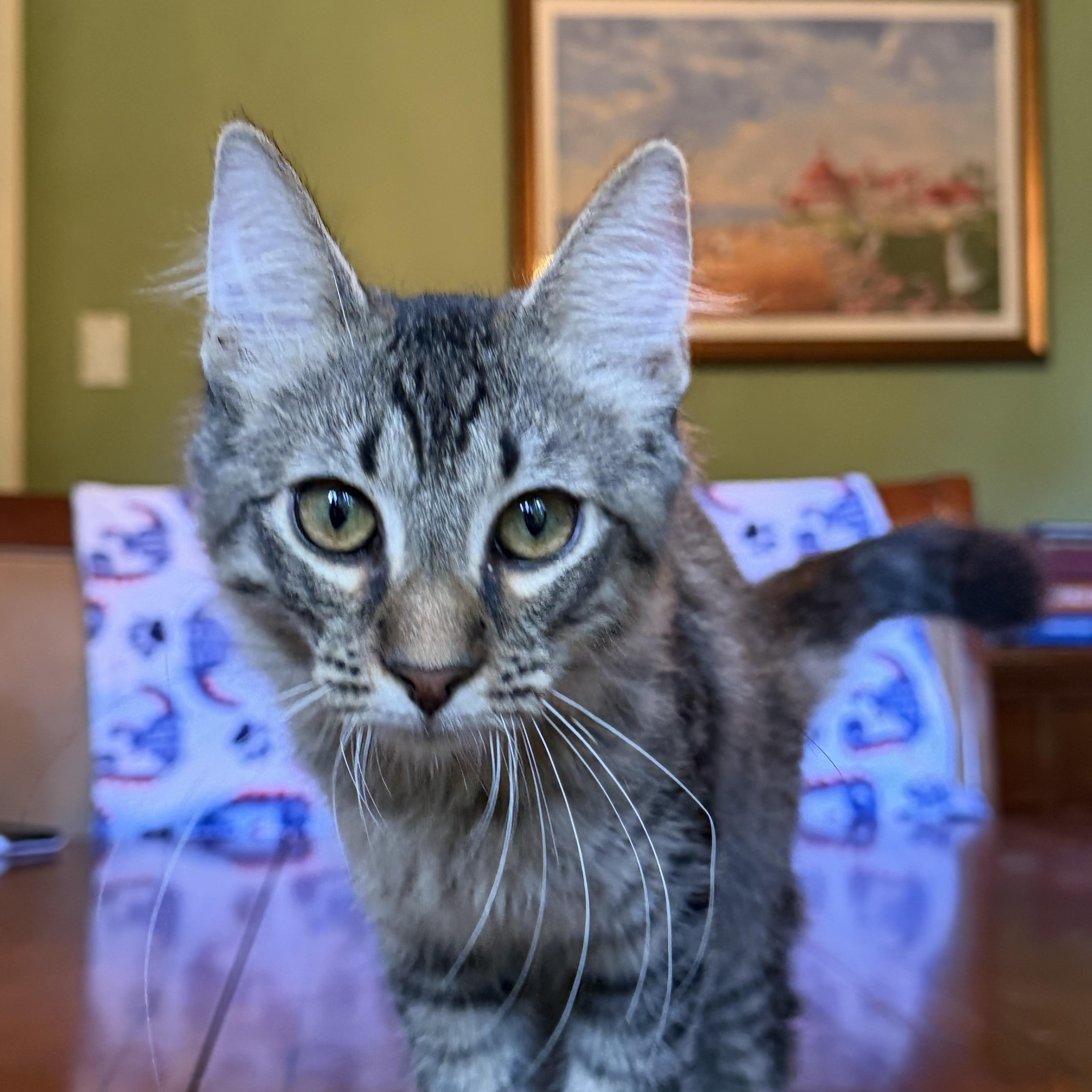 Kermit - Portofino Petsmart, adopted, Kitten Male Maine Coon & Domestic Medium Hair.