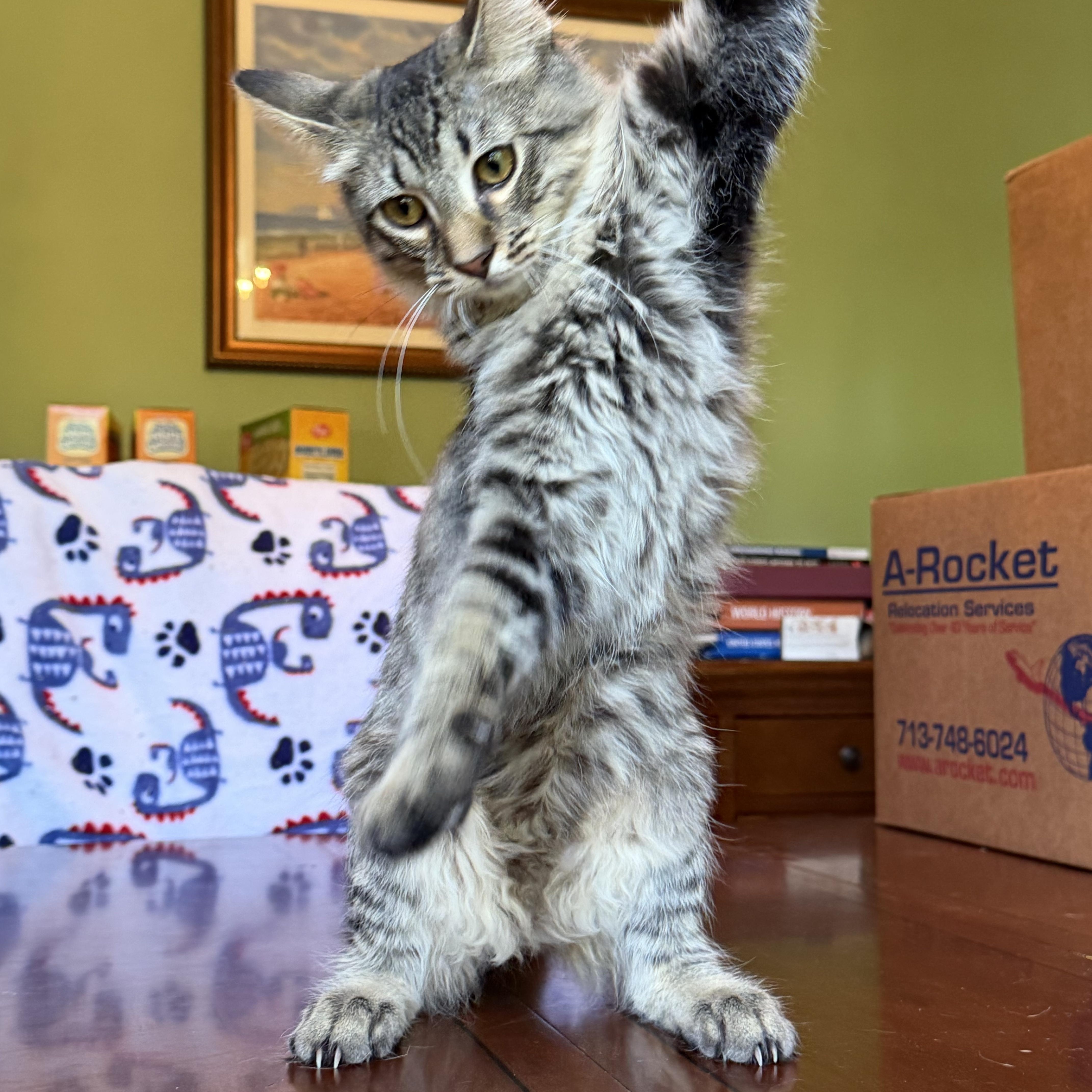 Kermit - Portofino Petsmart, an adopted mixed breed in Conroe, TX image 3/4