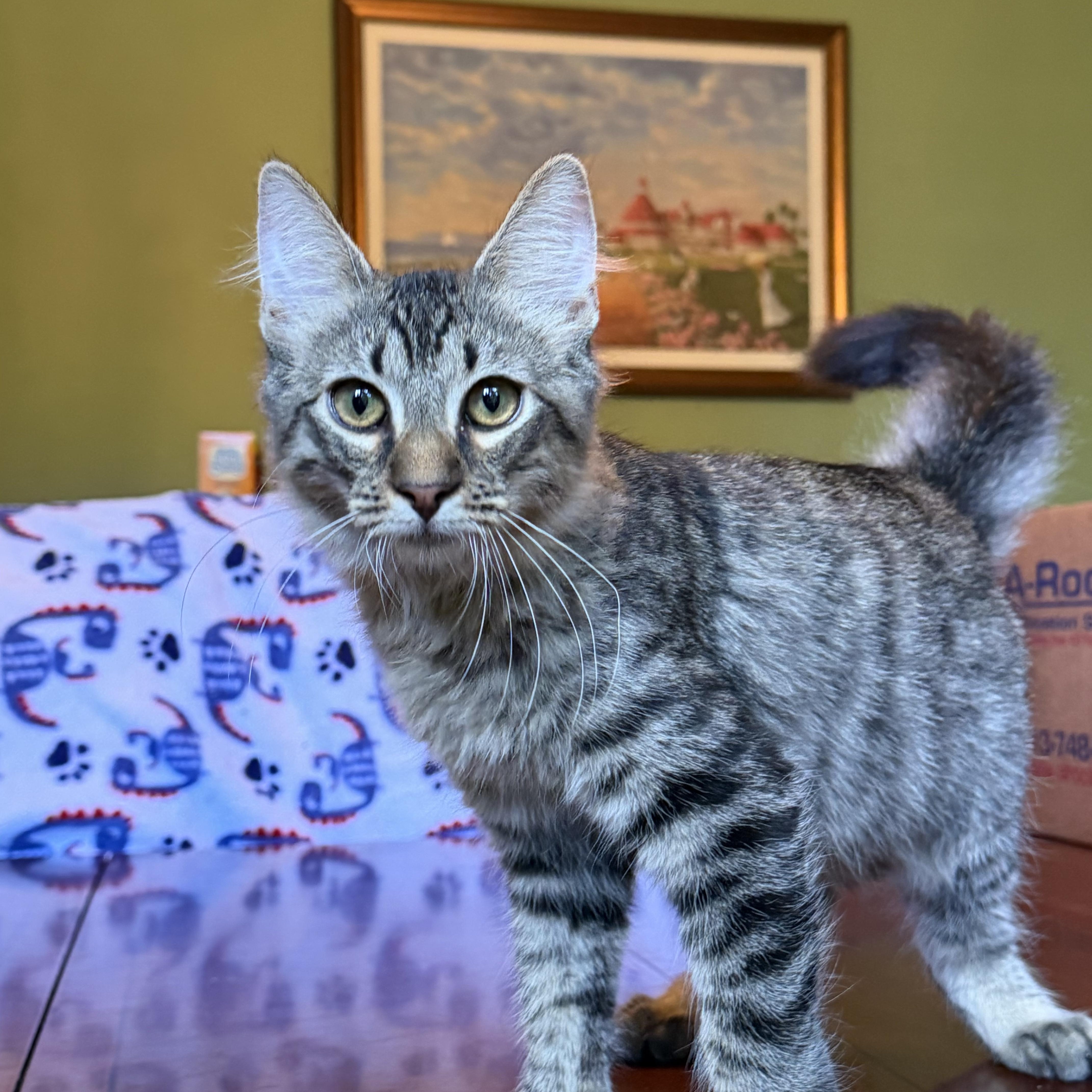 Kermit - Portofino Petsmart, an adopted mixed breed in Conroe, TX image 4/4