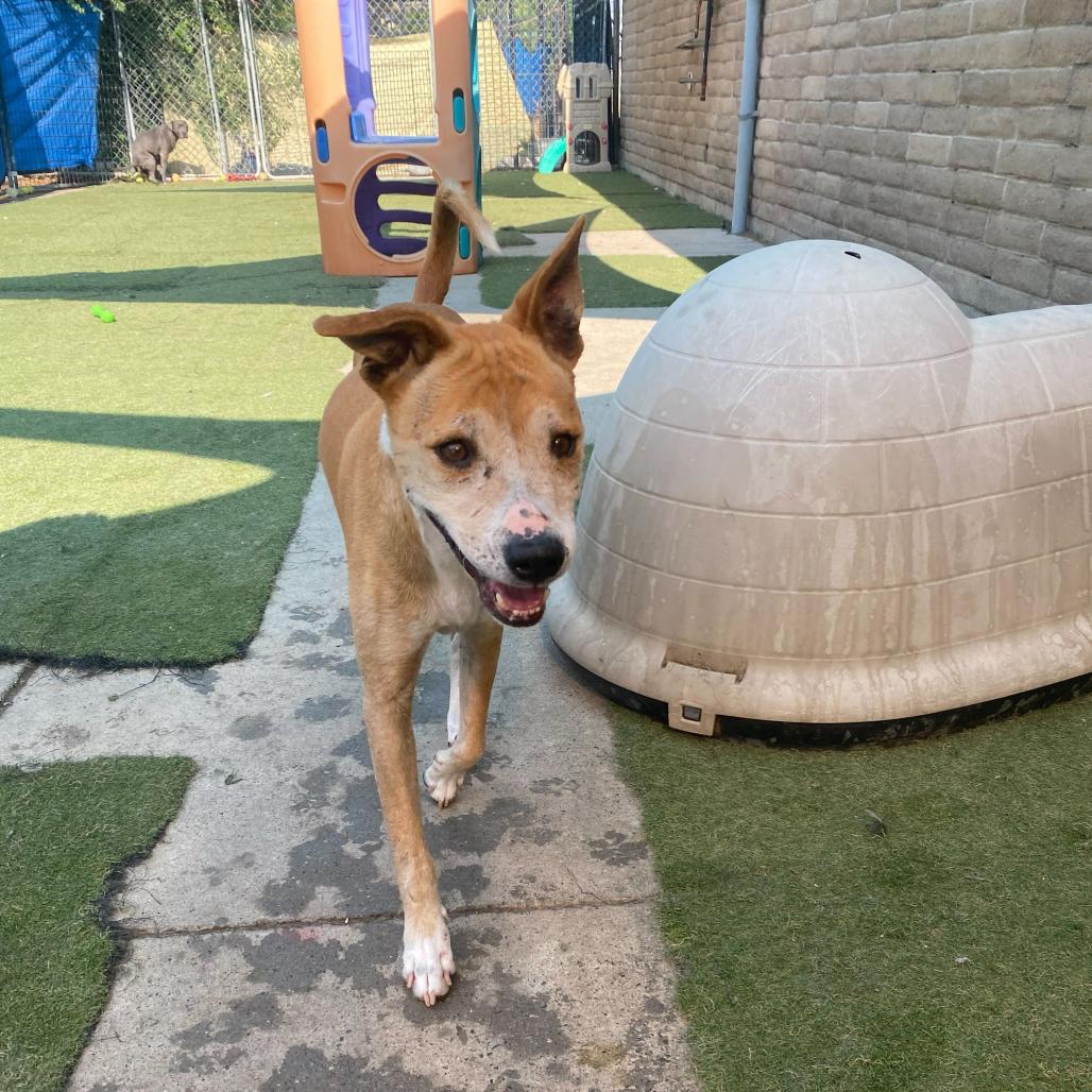 Enlarge Ringer, a Adoptable Mixed Breed in Grand Junction, CO image 1/1