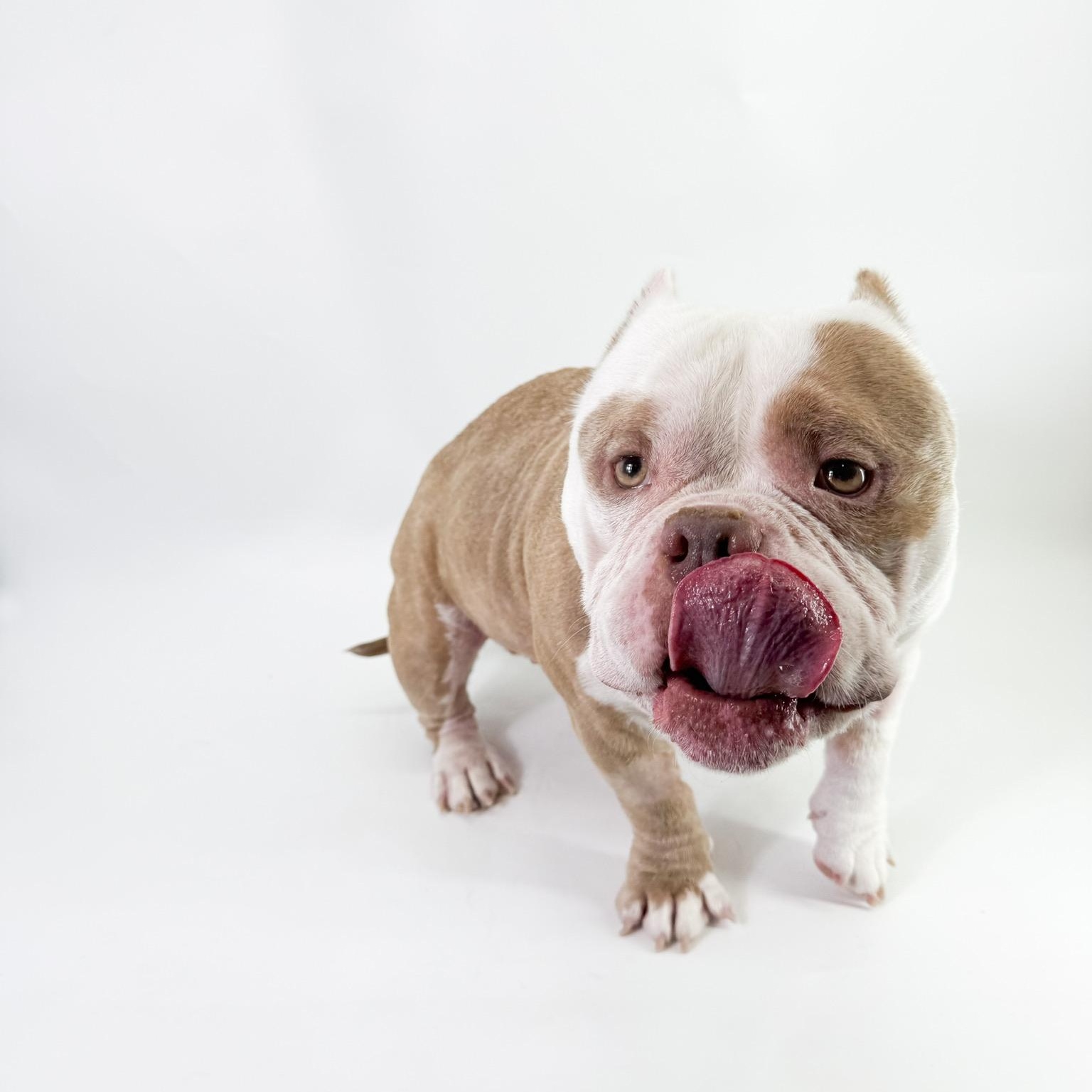 Enlarge Goomba , a ADOPTABLE Bulldog in Scottsdale, AZ image 3/4