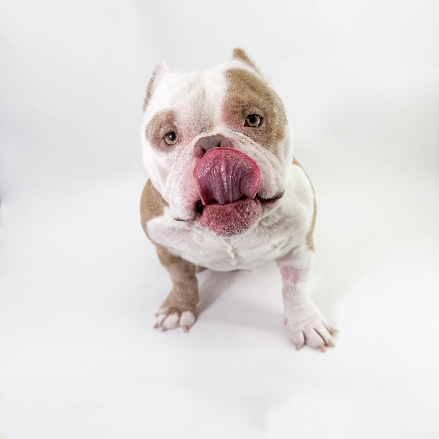 Enlarge Goomba , a ADOPTABLE Bulldog in Scottsdale, AZ image 4/4