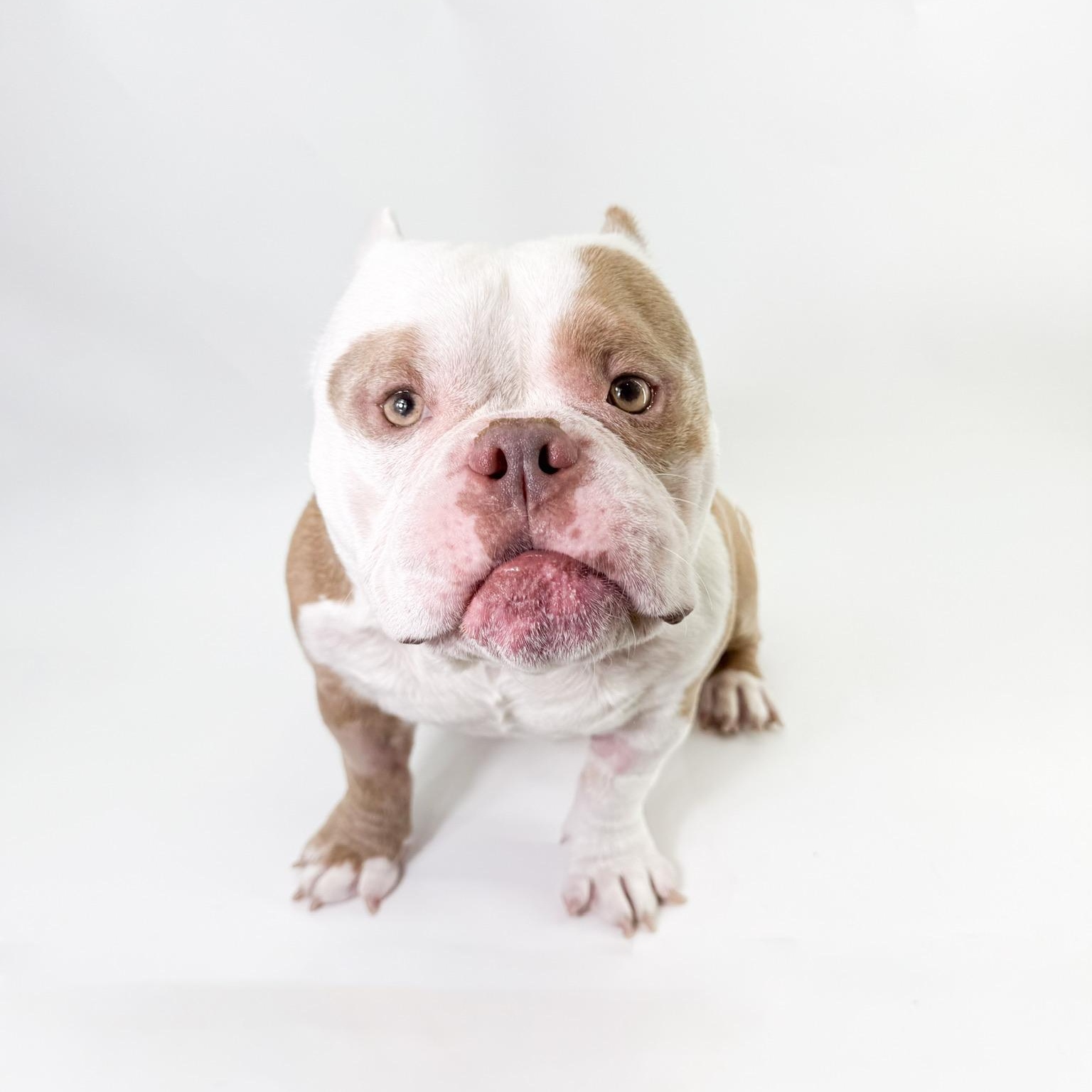 Goomba , ADOPTABLE, Adult Male Bulldog.