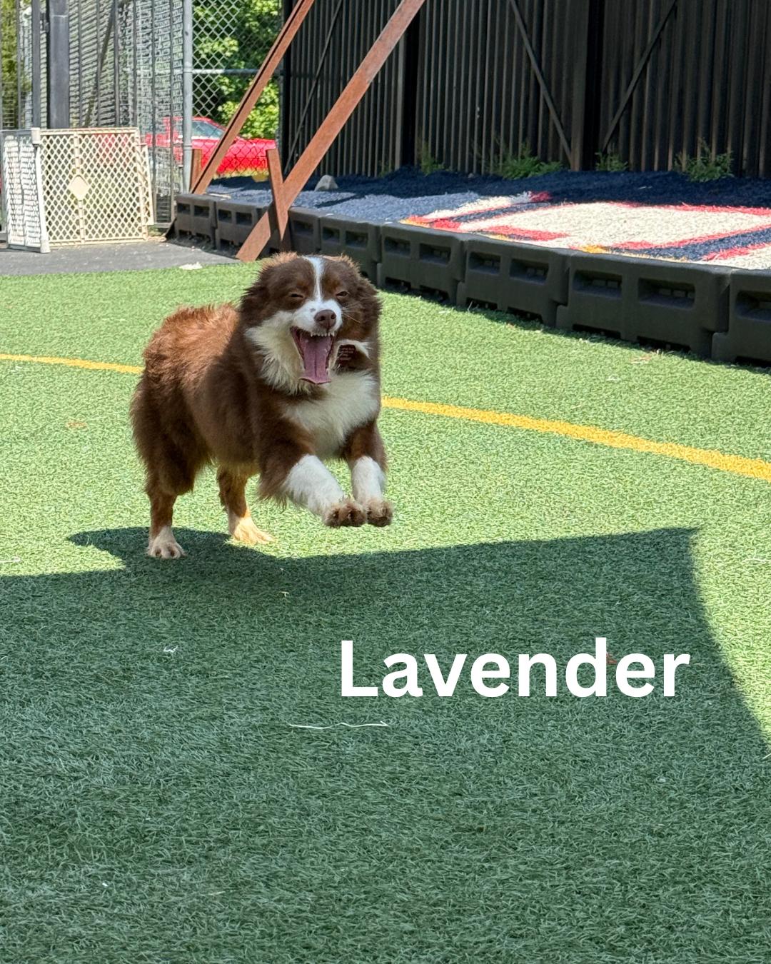 Lavender, Adult Female Australian Shepherd
