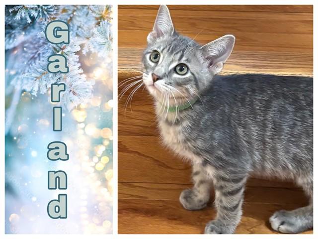 GARLAND, Adoptable, Kitten Male Domestic Short Hair.
