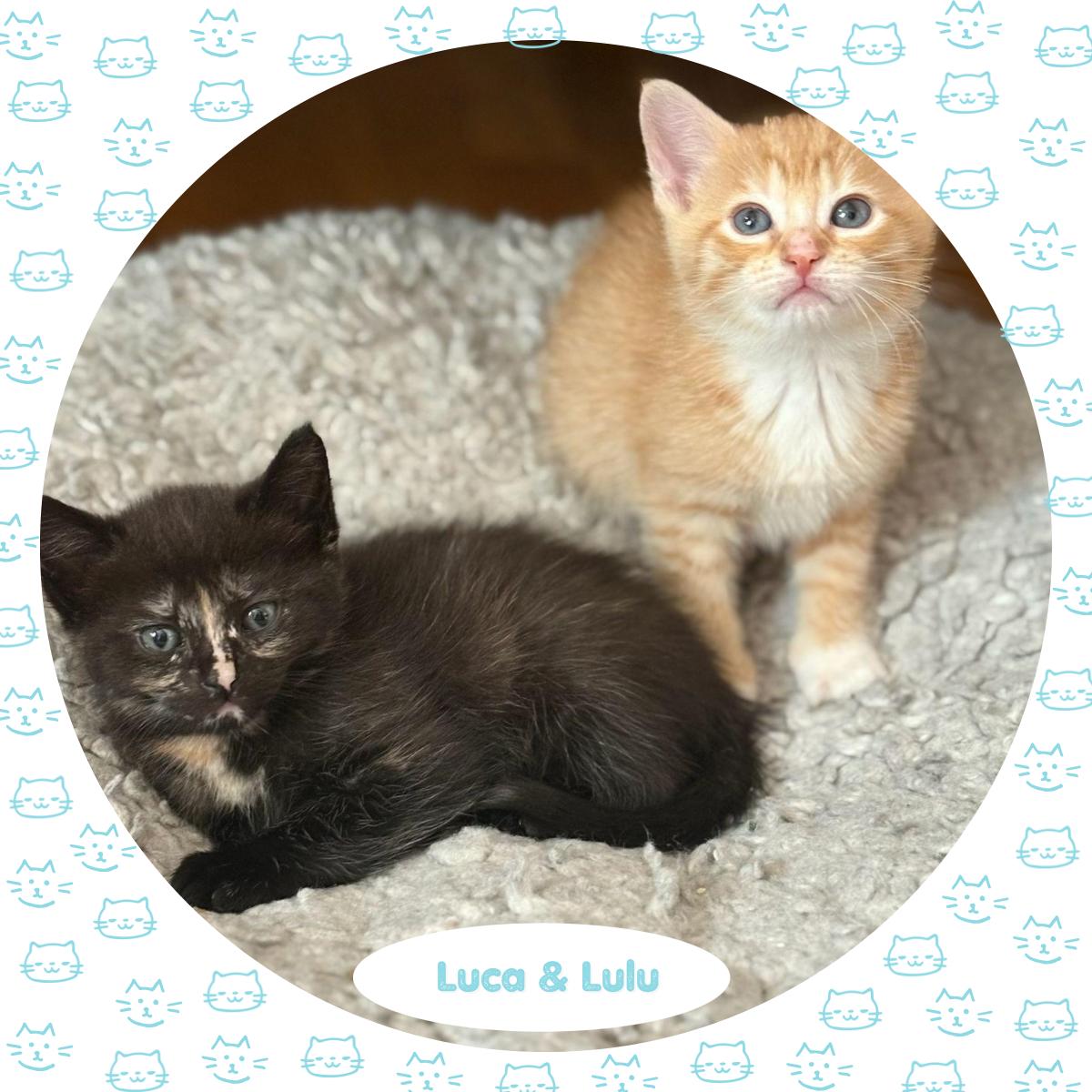 Luca & LuLu, Baby Male Domestic Medium Hair