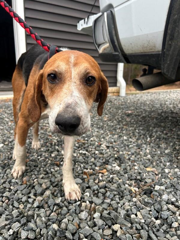 Enlarge Sketch, a Adoptable Treeing Walker Coonhound in Providence Forge, VA image 1/1