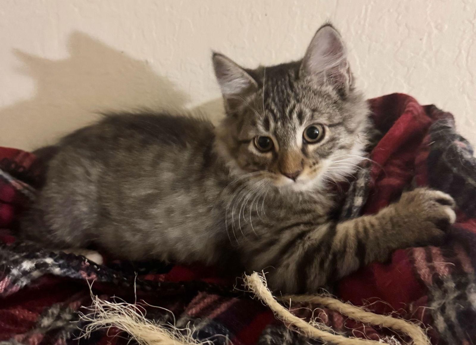 Short Round, Adoptable, Kitten Male Tabby & Maine Coon.