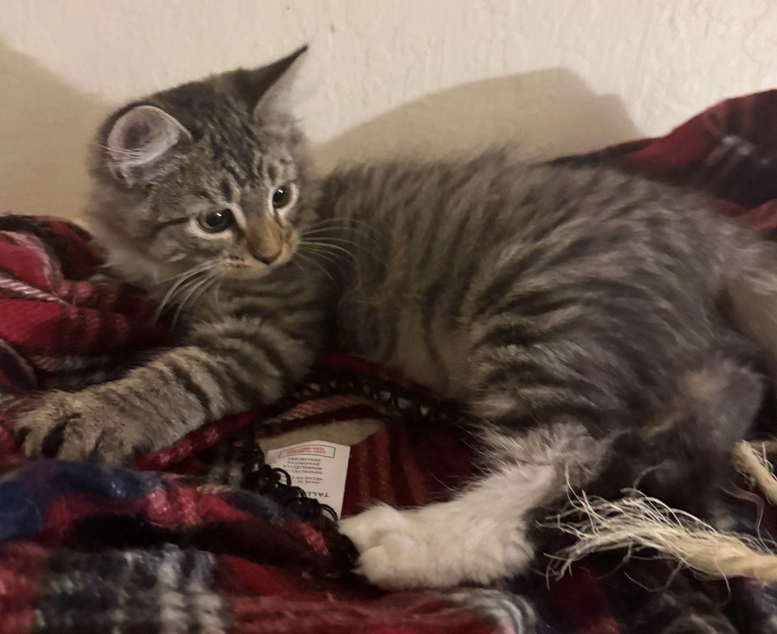 Enlarge Short Round, a Adoptable mixed breed in Vacaville, CA image 2/3