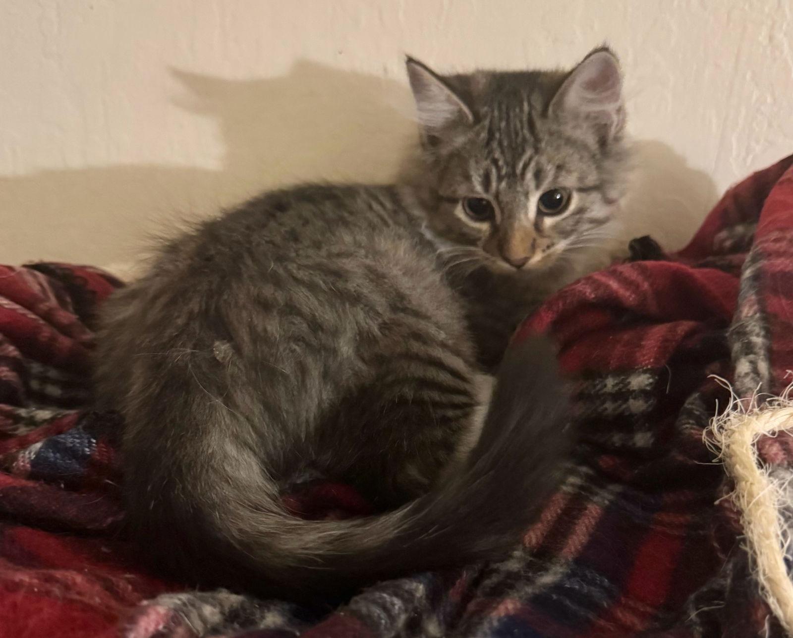 Enlarge Short Round, a Adoptable mixed breed in Vacaville, CA image 3/3