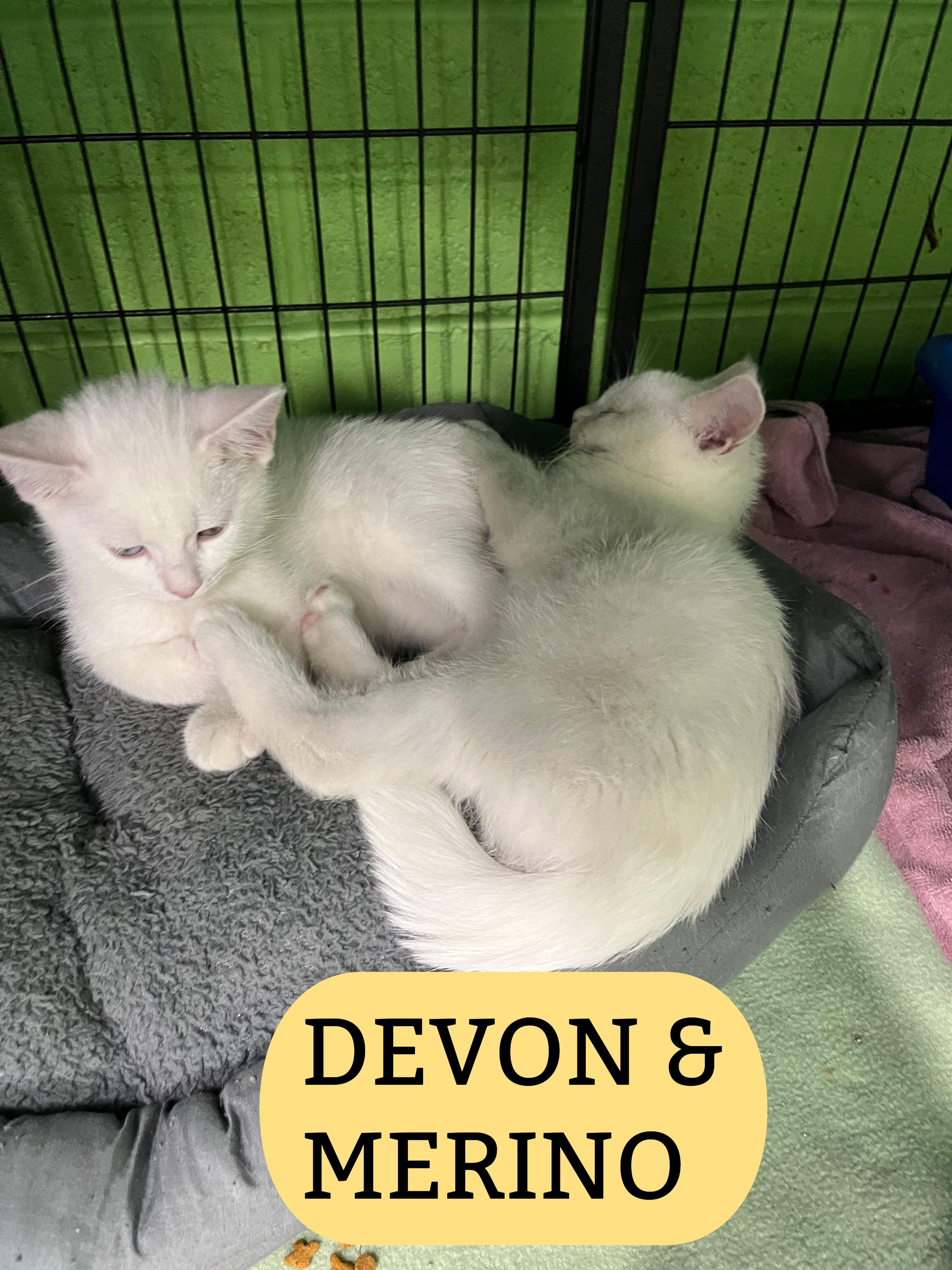 Devin & Merino, Adopted, Kitten Male Tabby.