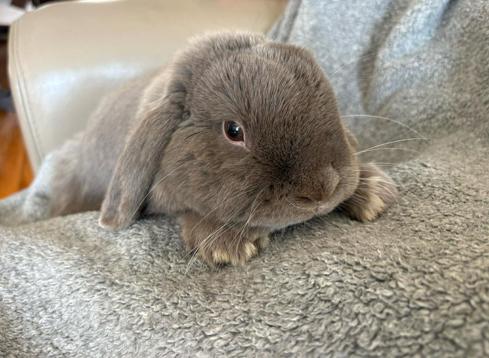 Enlarge Ethan, a Adoptable Holland Lop in Great Neck, NY image 1/3