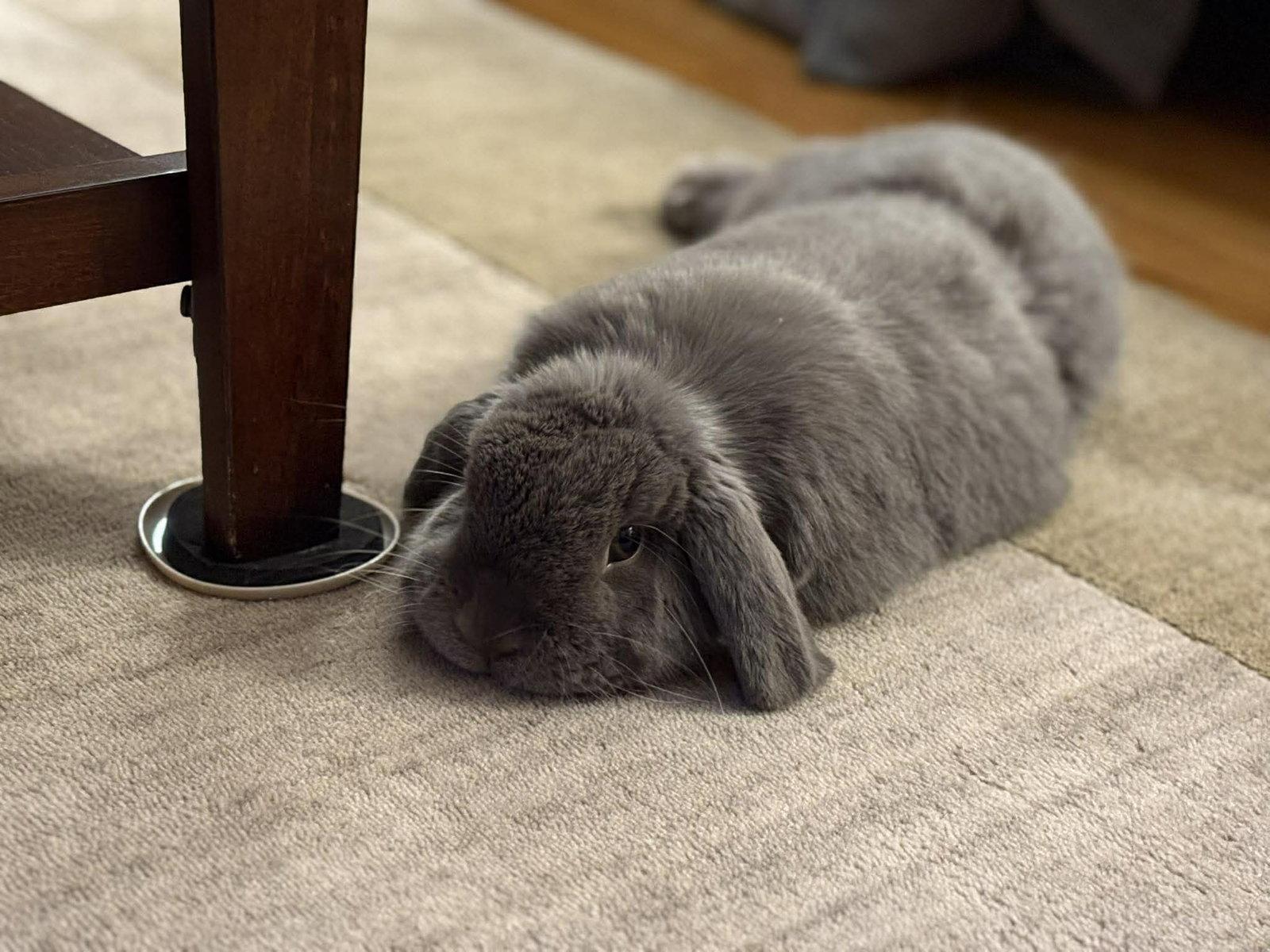 Enlarge Ethan, a Adoptable Holland Lop in Great Neck, NY image 2/3