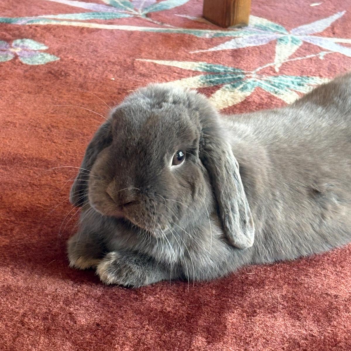 Ethan, Adoptable, Adult Male Holland Lop.