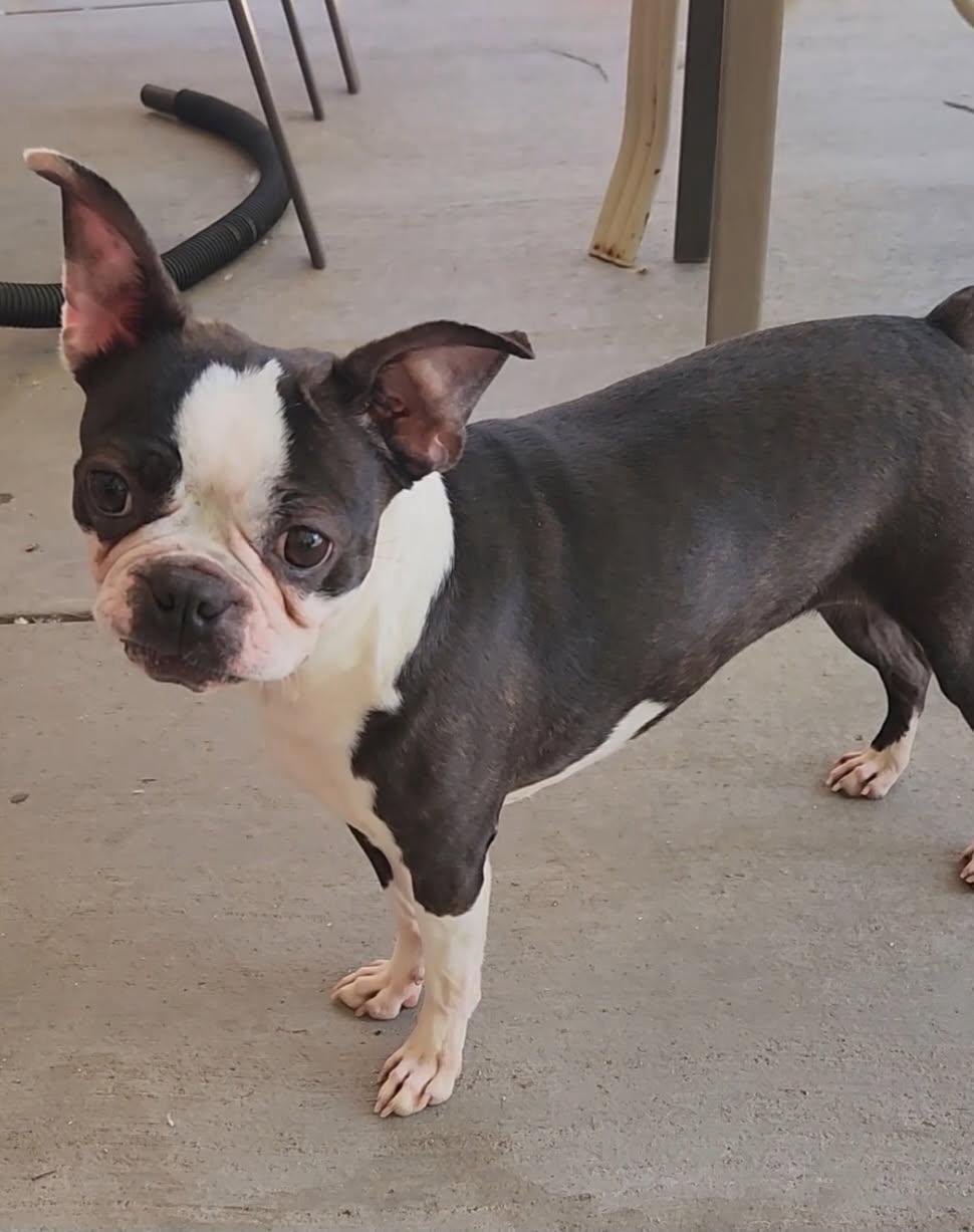 Bisquit - Pending, a ADOPTABLE Boston Terrier in Littleton, CO image 4/5
