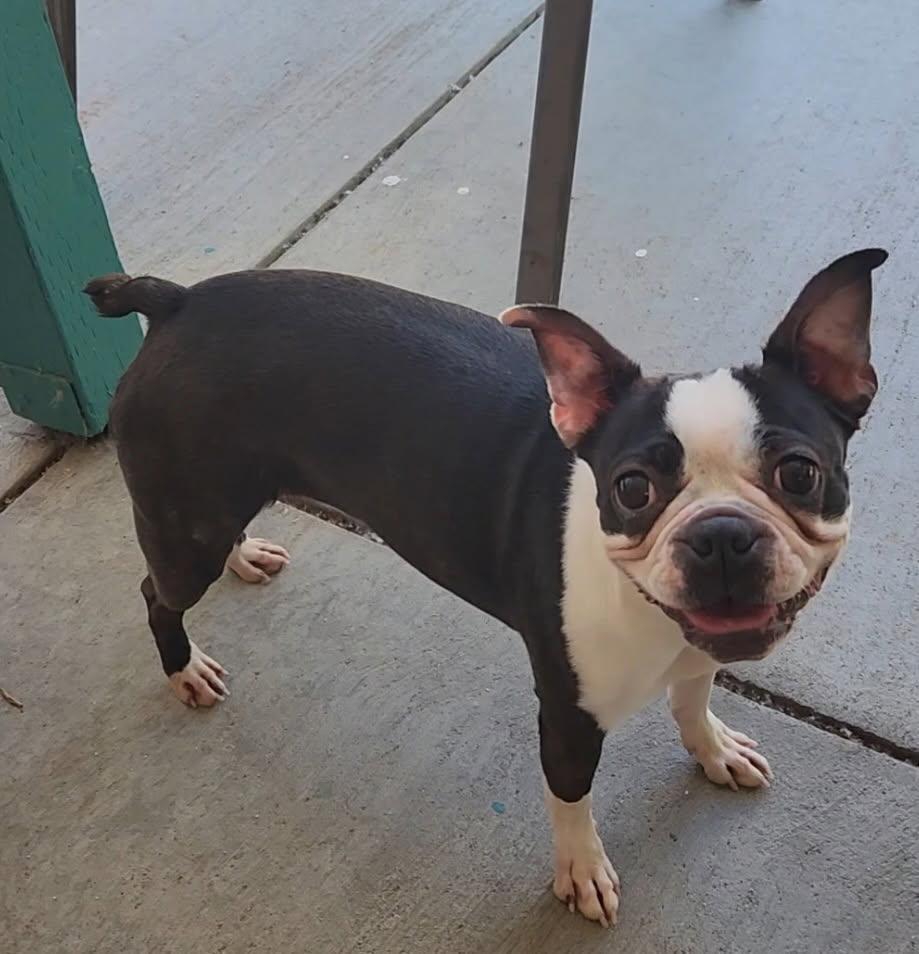 Bisquit - Pending, a ADOPTABLE Boston Terrier in Littleton, CO image 1/5